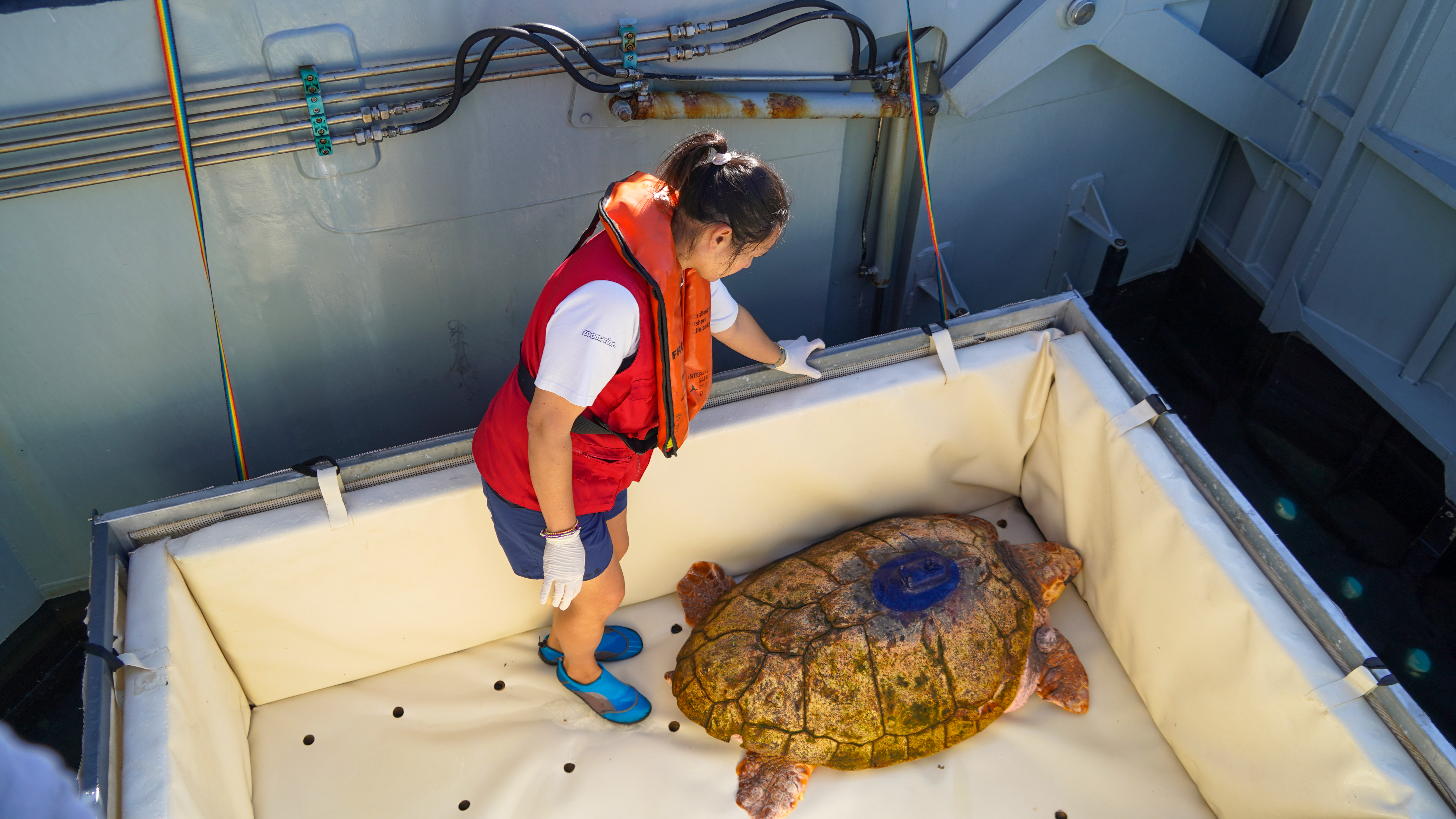 Tartaruga Molly regressa ao oceano após duas décadas sob cuidados humanos