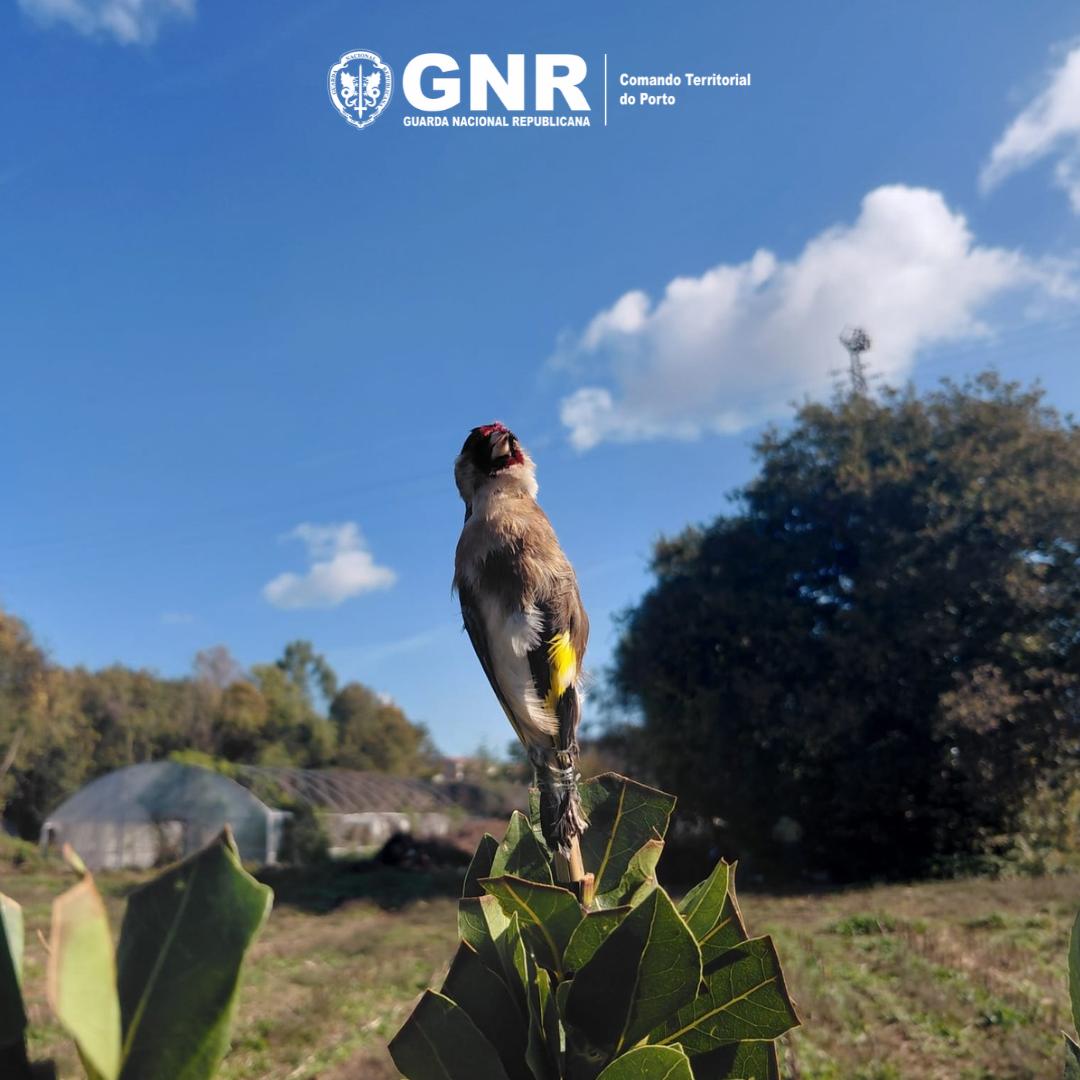 Homem detido em Valongo por captura ilegal de aves protegidas. Captura de espécies dá pena de prisão