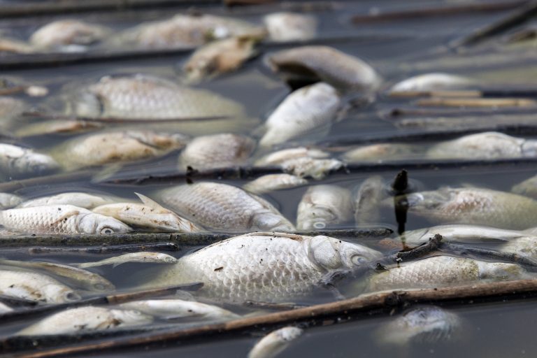 Da lota ao supermercado, o que se passa com um dos peixes favoritos dos portugueses?