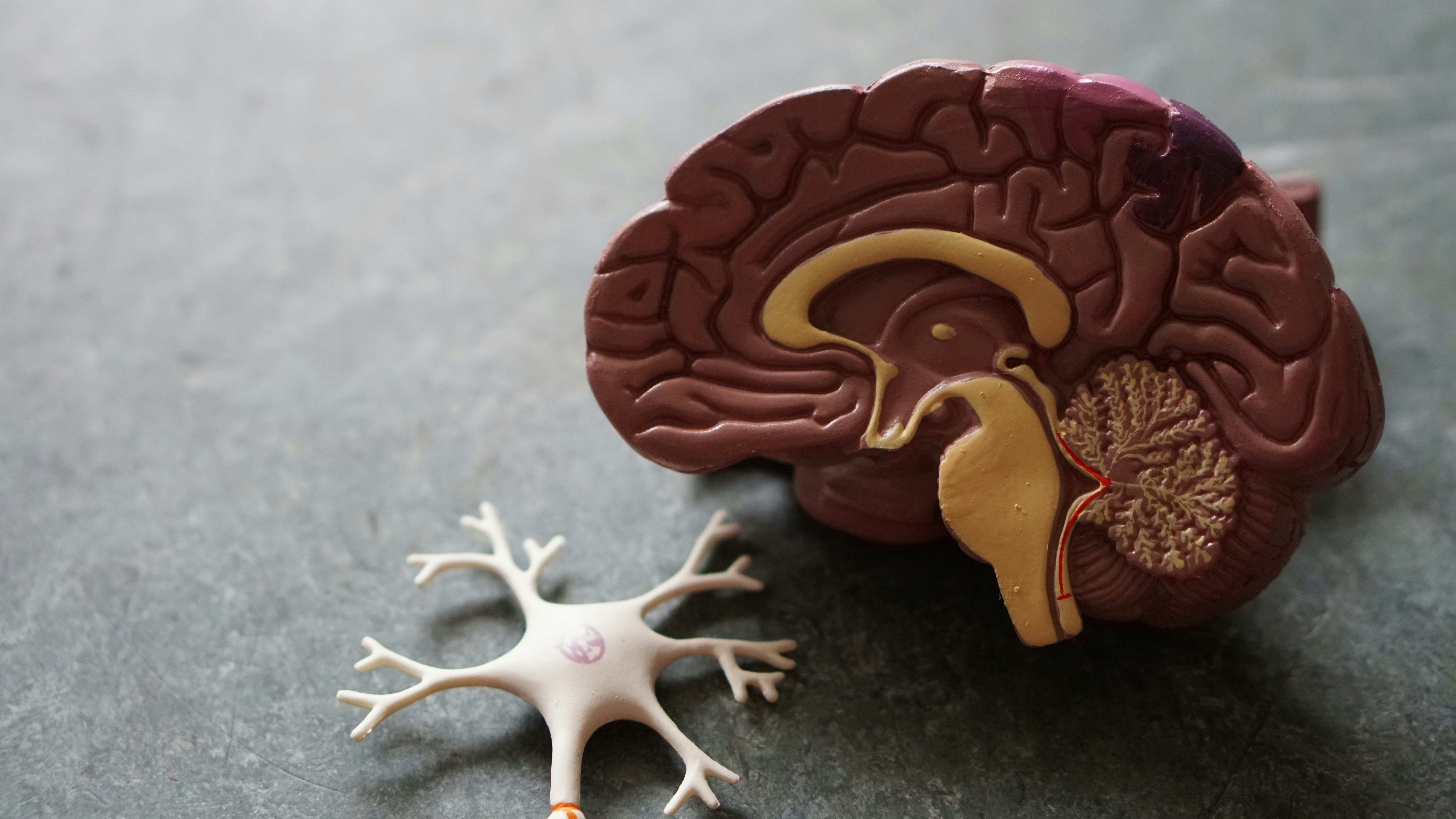 Nobel da Medicina distingue três cientistas por descoberta que permite “ligar” e “desligar” neurónios através da luz