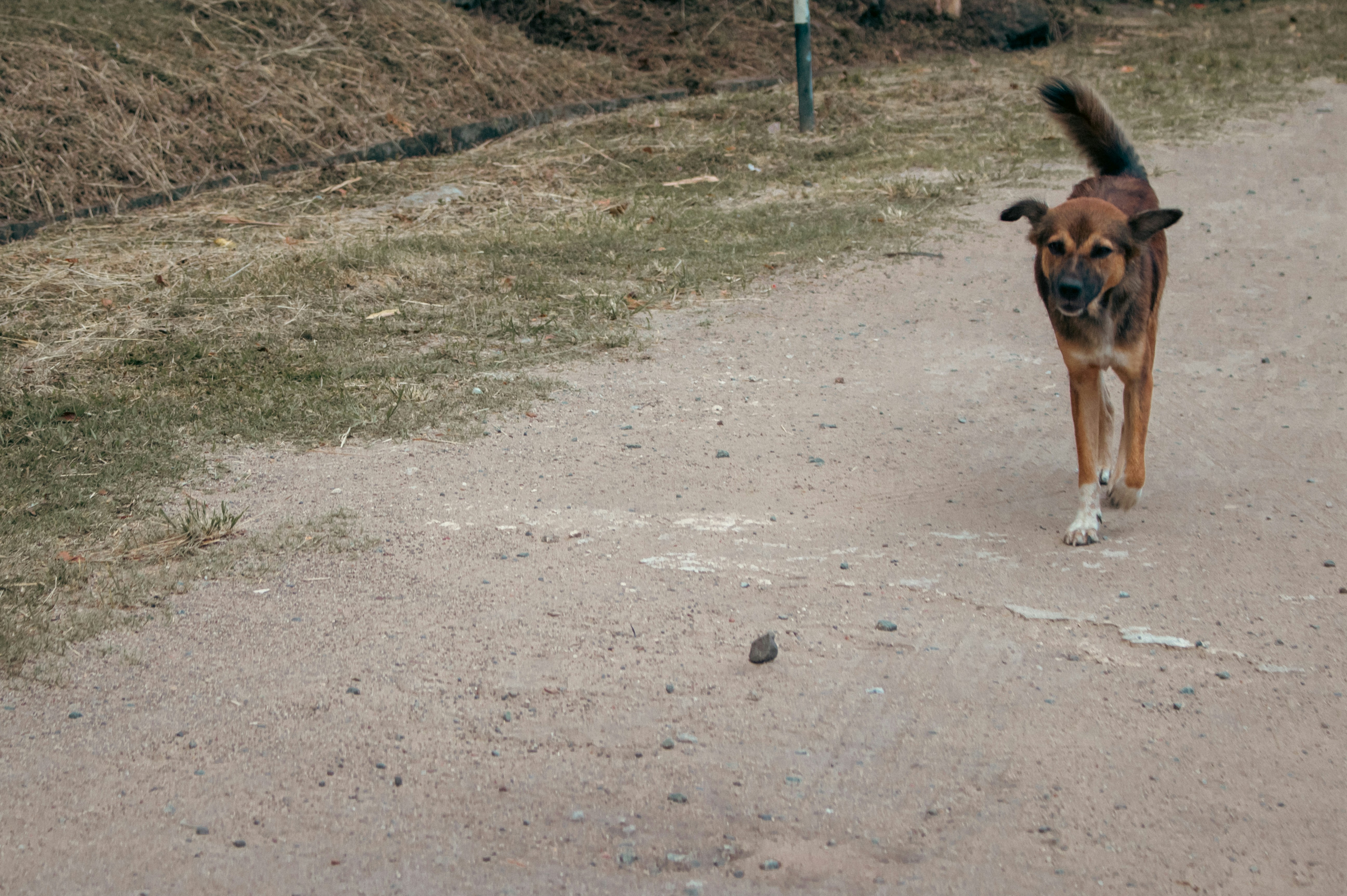 PAN quer tirar pontos ou carta de condução a quem abandona animais na estrada