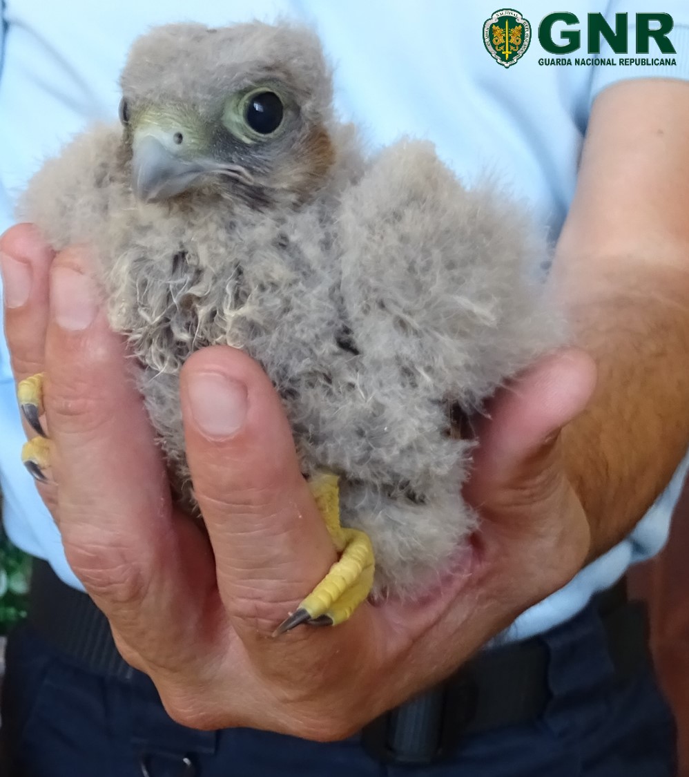 GNR resgata cria de falcão na Praia dos Caneiros, em Lagoa