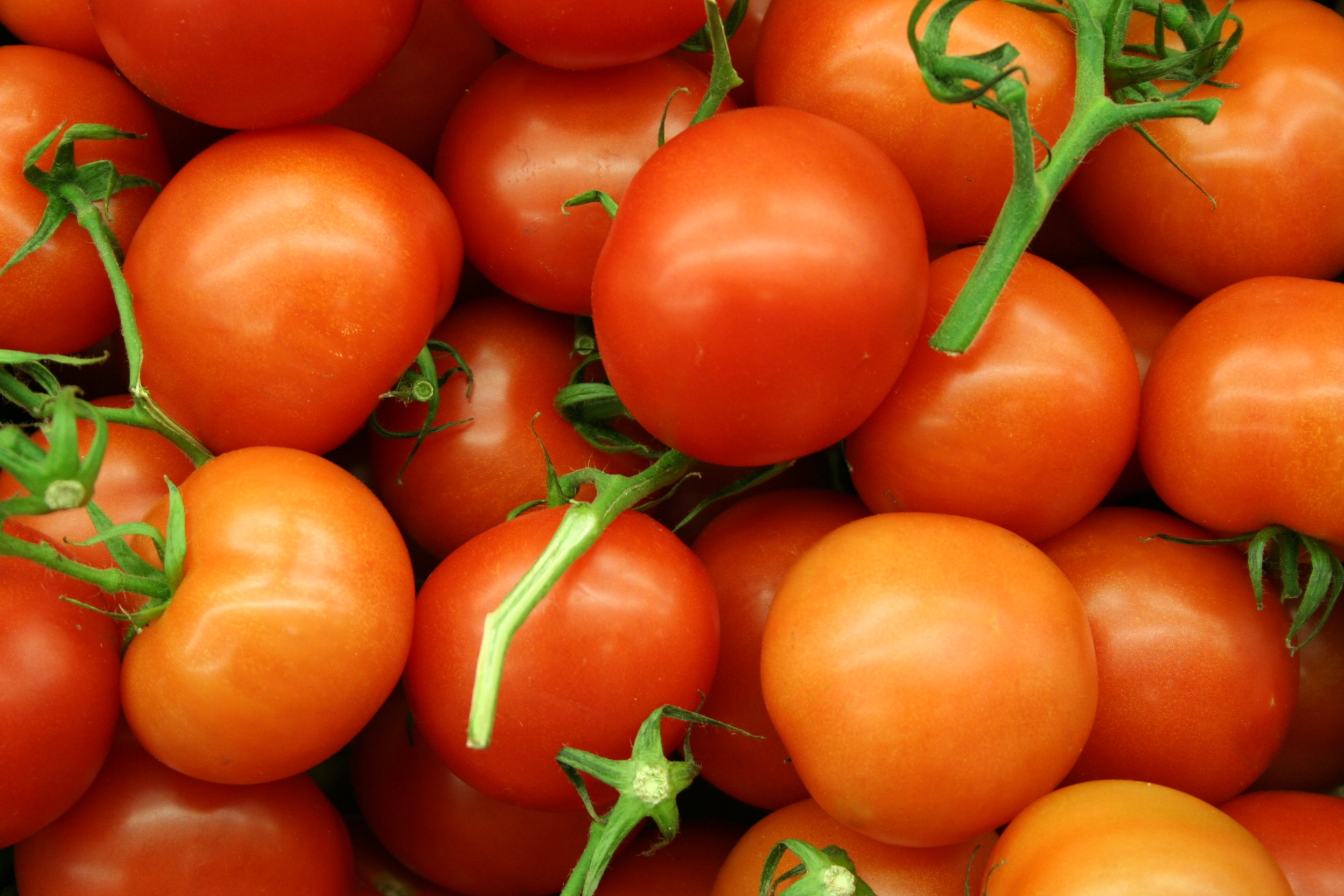 Produtores de Almeirim queixam-se de “caça à multa” no transporte de tomate, GNR nega