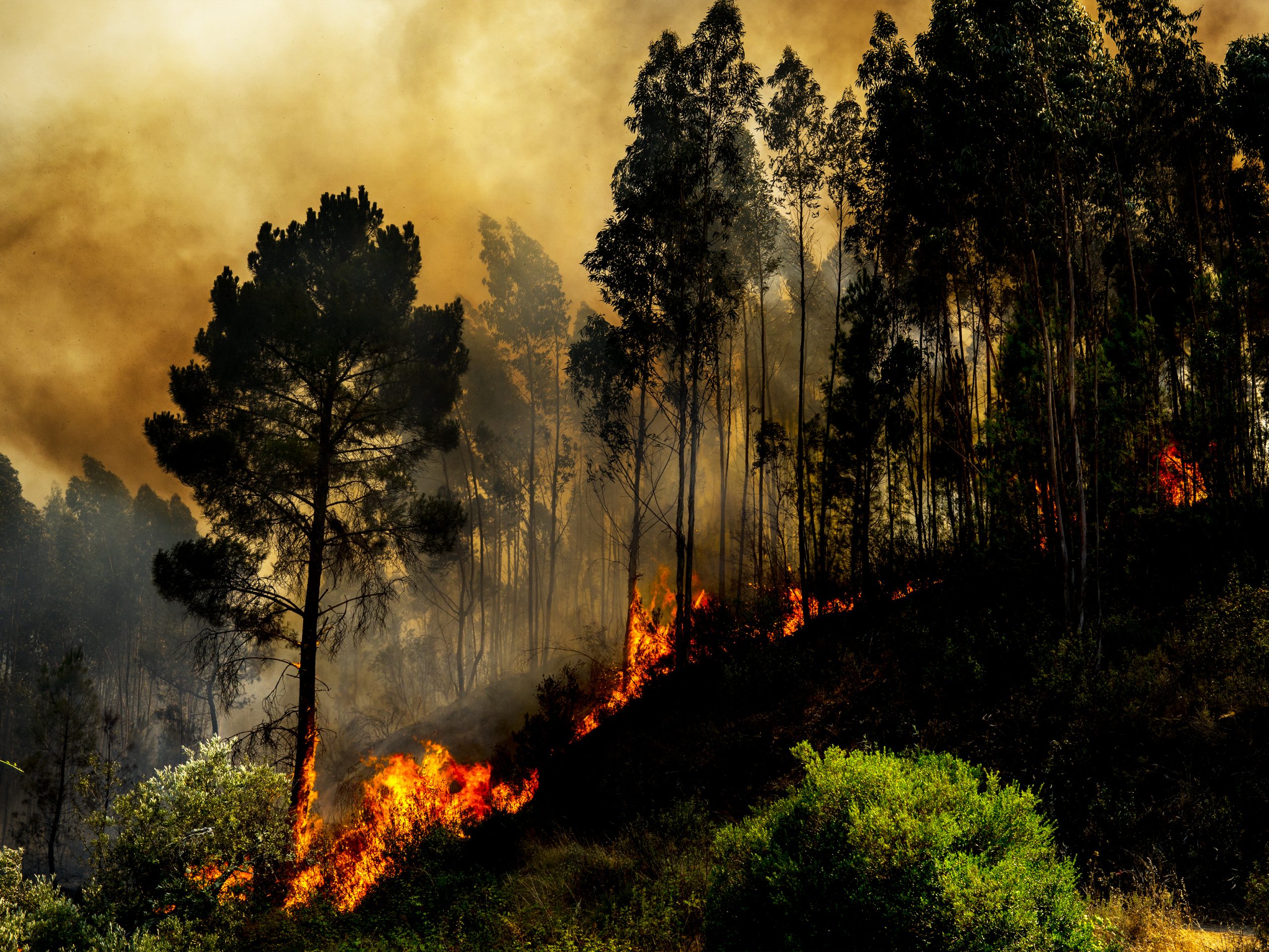 Incêndios. Quatro concelhos do distrito de Faro em risco máximo