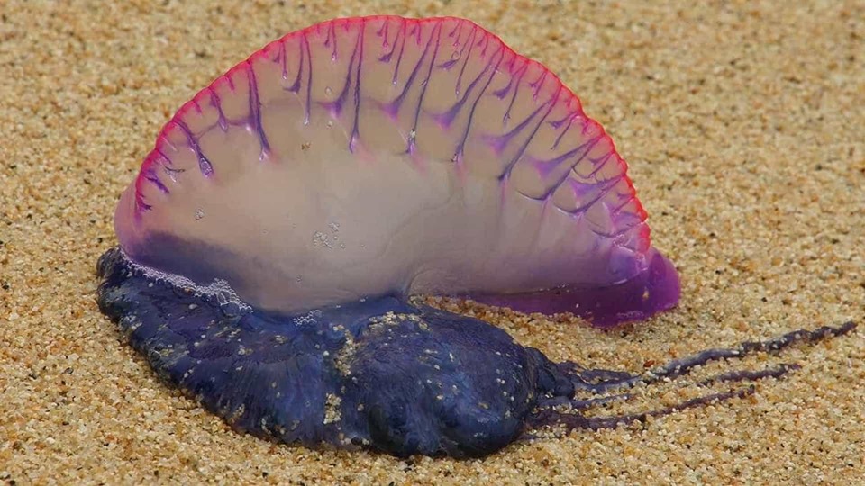 Invasão de ‘caravelas portuguesas’ leva praias da Lourinhã a ter bandeira vermelha