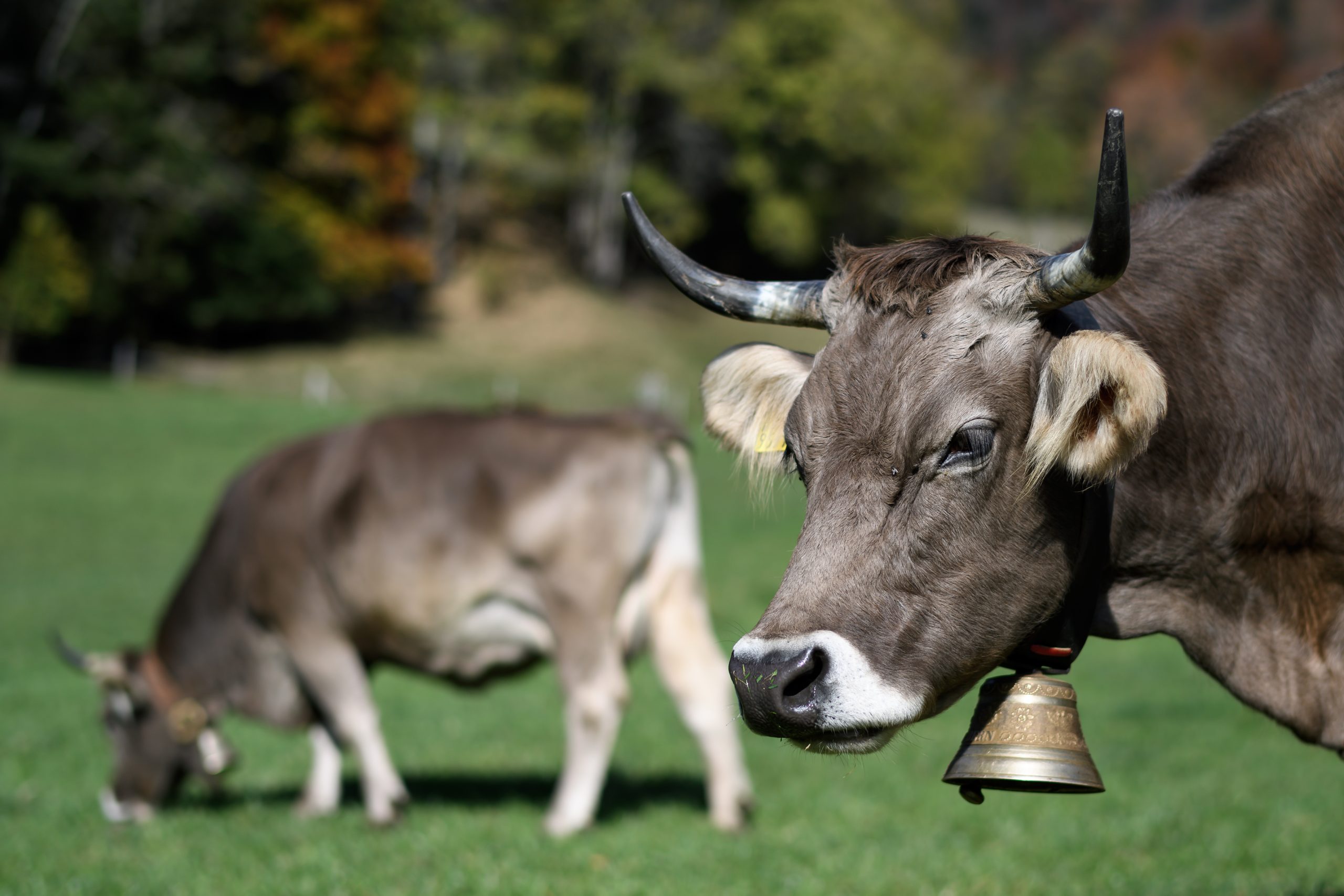 Vacas com chifres, símbolo nacional da Suíça, vão a referendo