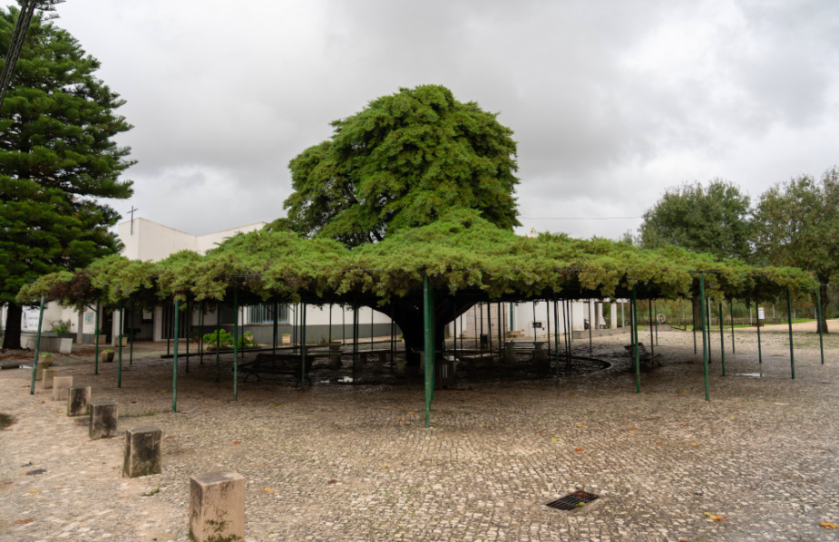 Cedro de Runa eleito Árvore do Ano em Portugal