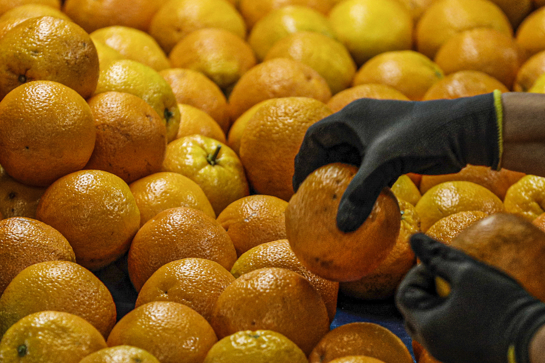 Há mais citrinos no Algarve. Produção aumentou 10% na última campanha