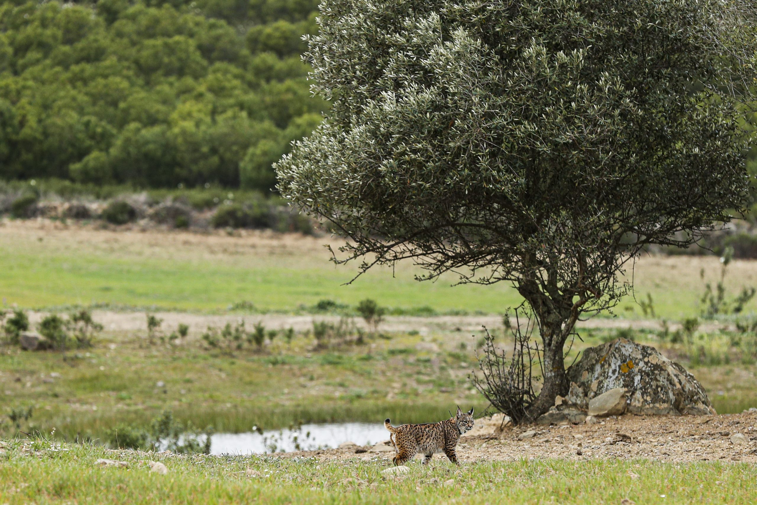 Há mais um casal de linces-ibéricos em liberdade. Sismo e Senegal vão viver em serra junto a Alcoutim