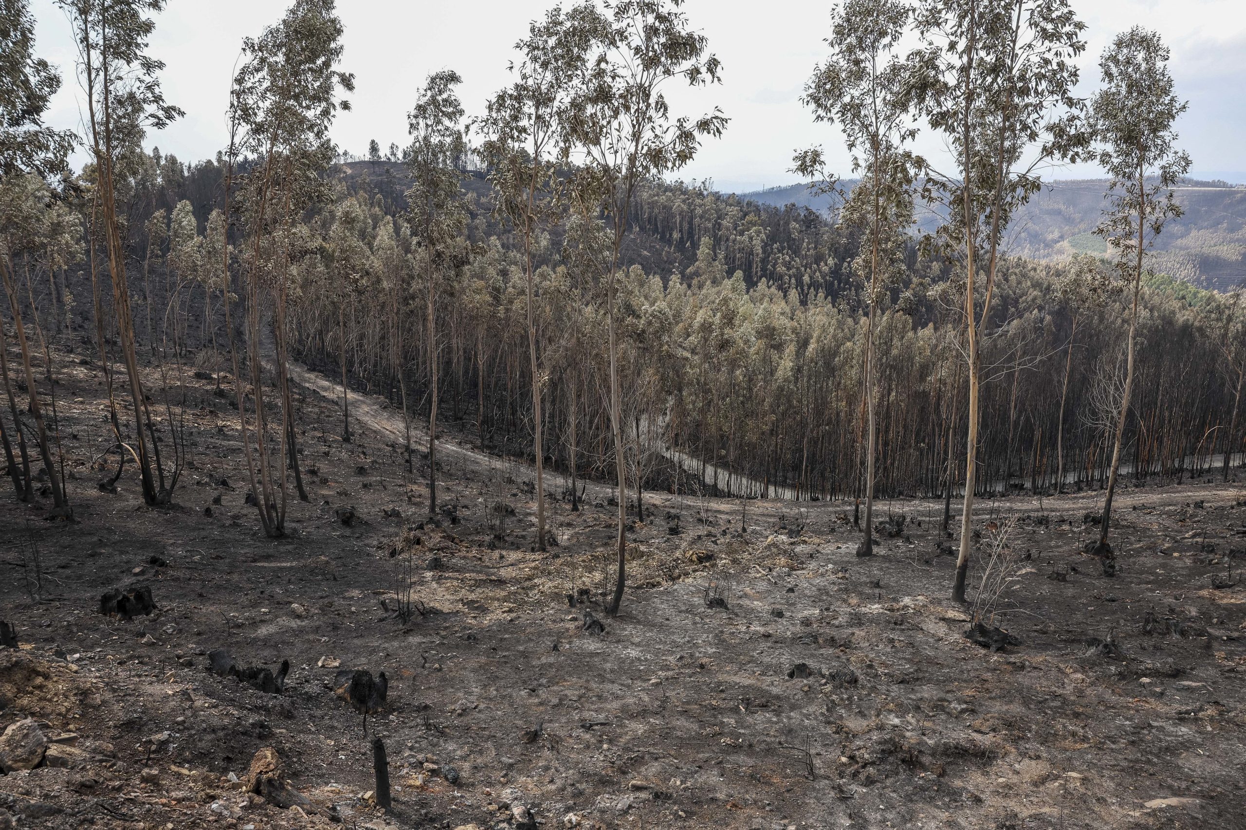 Incêndio com origem em queimada leva à detenção de suspeito em Lousada