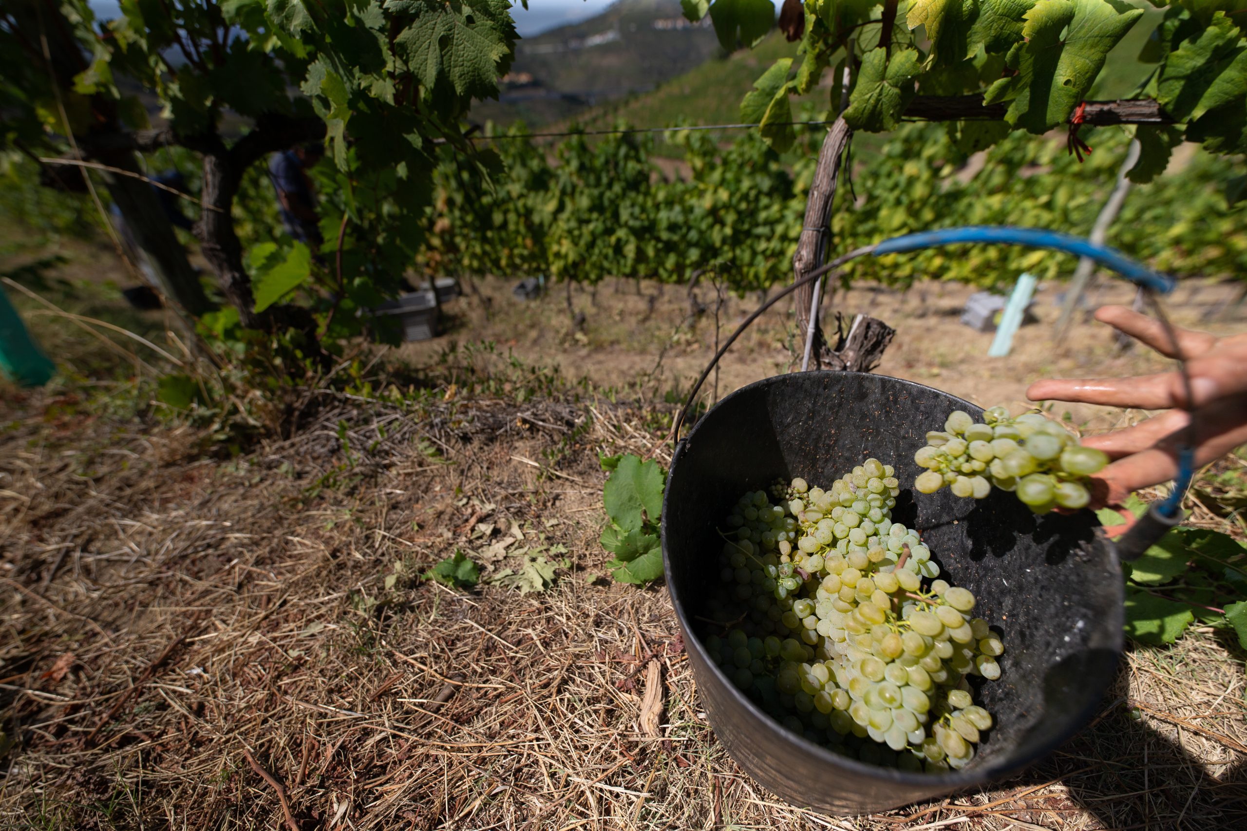 Mau Tempo: Régua estima prejuízos de 2,2  milhões de euros após estragos em 930 hectares de vinha