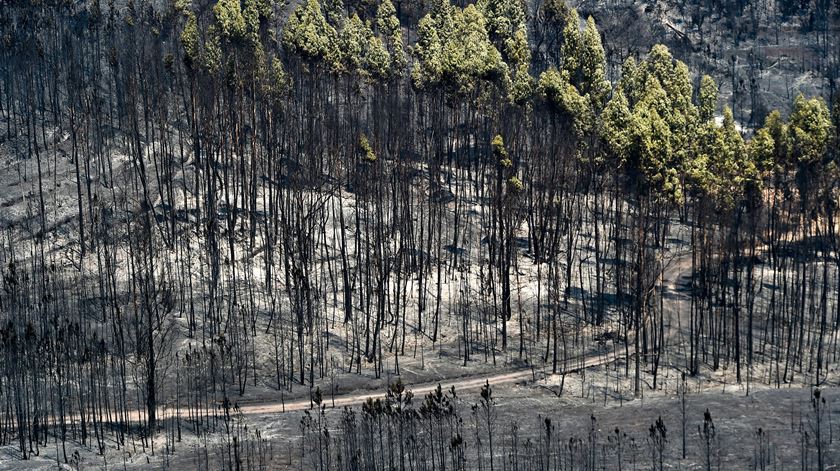 Prisão domiciliária para madeireiro suspeito de atear fogo em Fafe