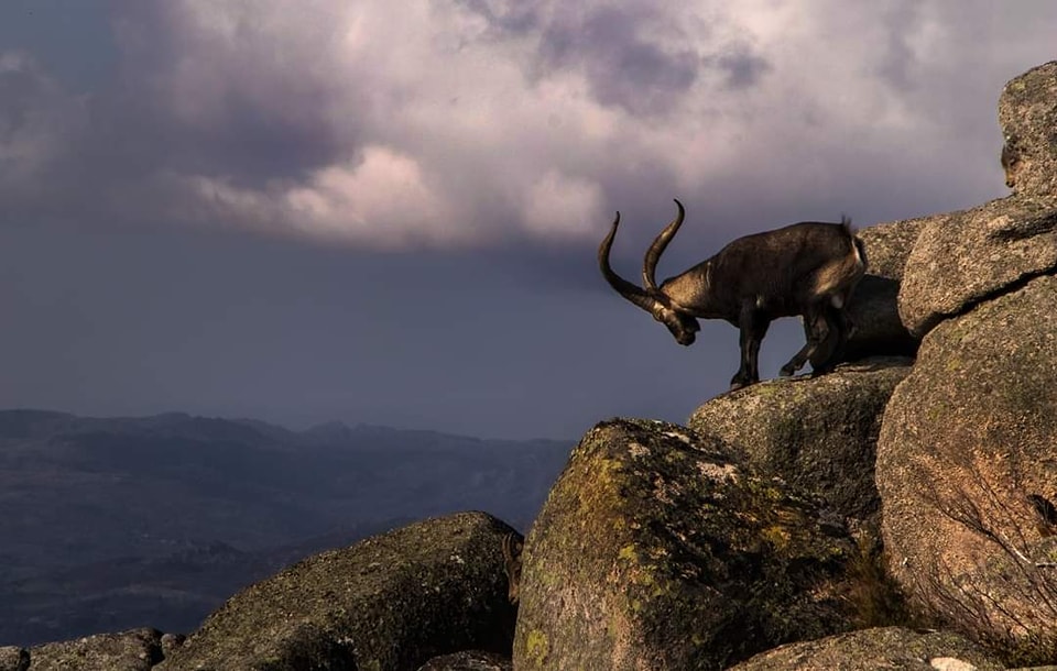 Ministério Público investiga abate de dois exemplares de cabra montesa no Gerês