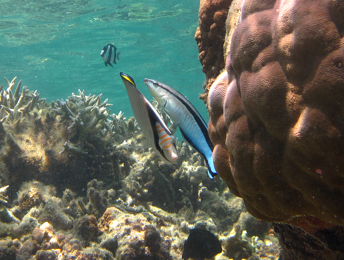 Peixes limpadores podem deixar de limpar devido às alterações climáticas