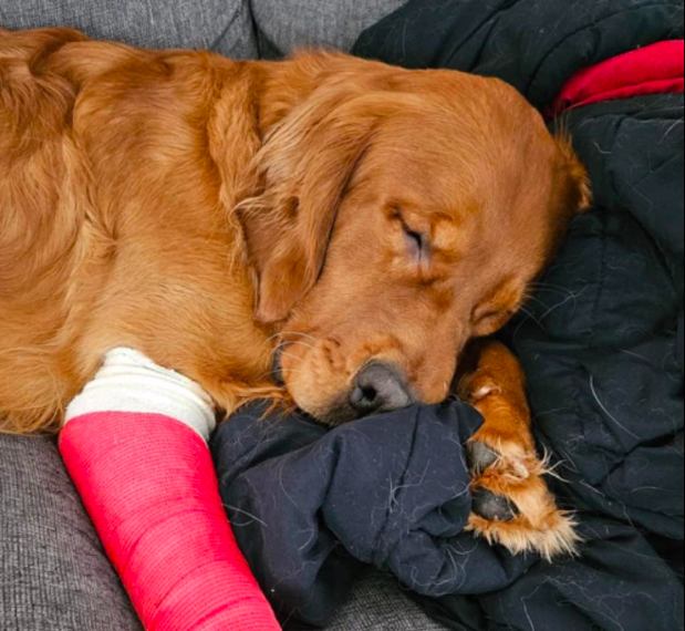 Jim e o seu golden retriever desapareceram em outubro. Agora, Murphy regressou a casa
