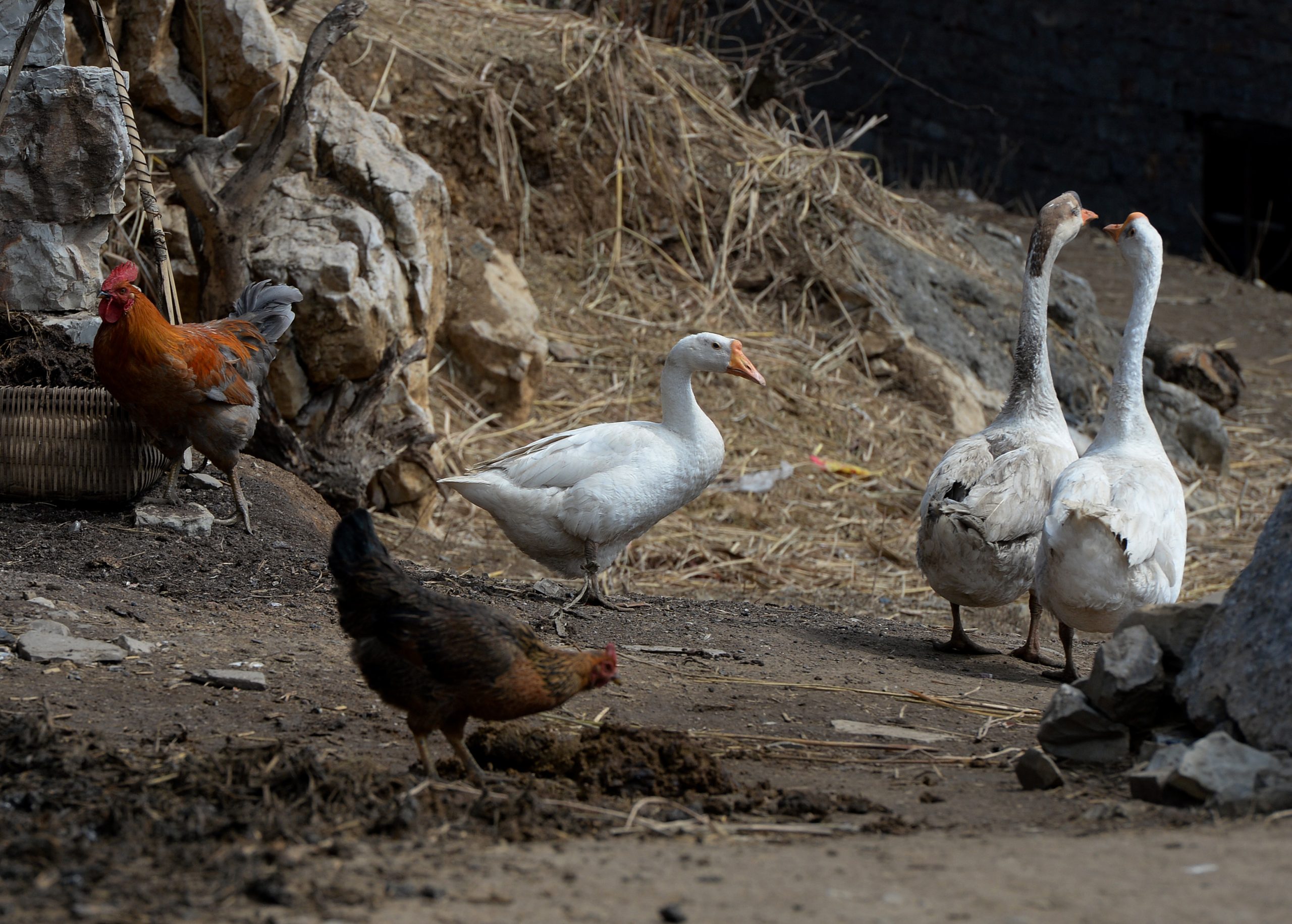 FAO alerta para possíveis novos surtos de gripe das aves nos próximos meses