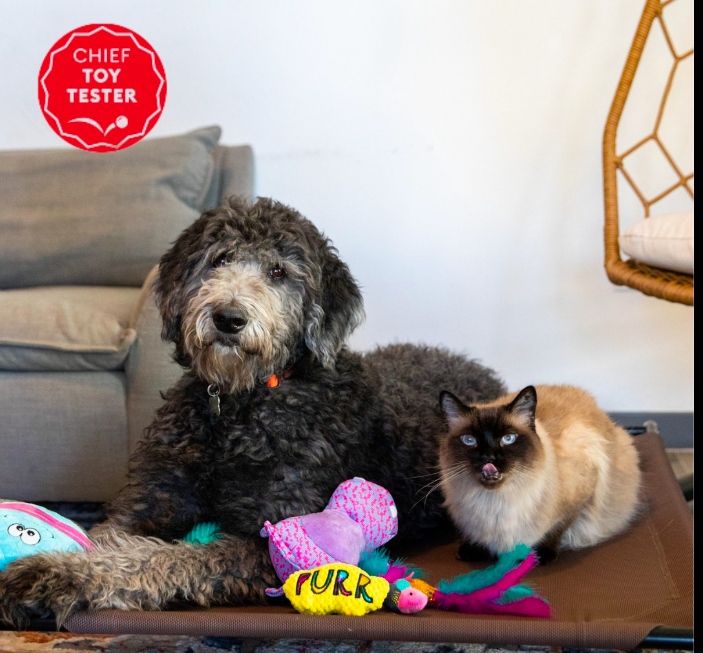 Procura-se cão e gato para testar brinquedos. Nos EUA, é um emprego pago