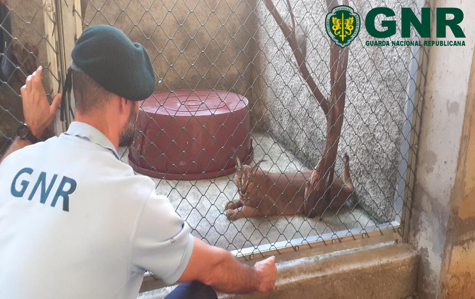 GNR apreende lince do deserto em cativeiro no Funchal