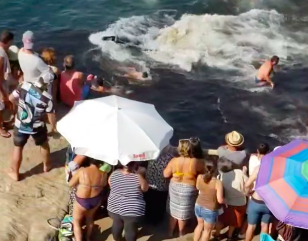 “As vacas ficam submersas.” PAN contra vacada tradicional em praia da Lourinhã. Veja as imagens