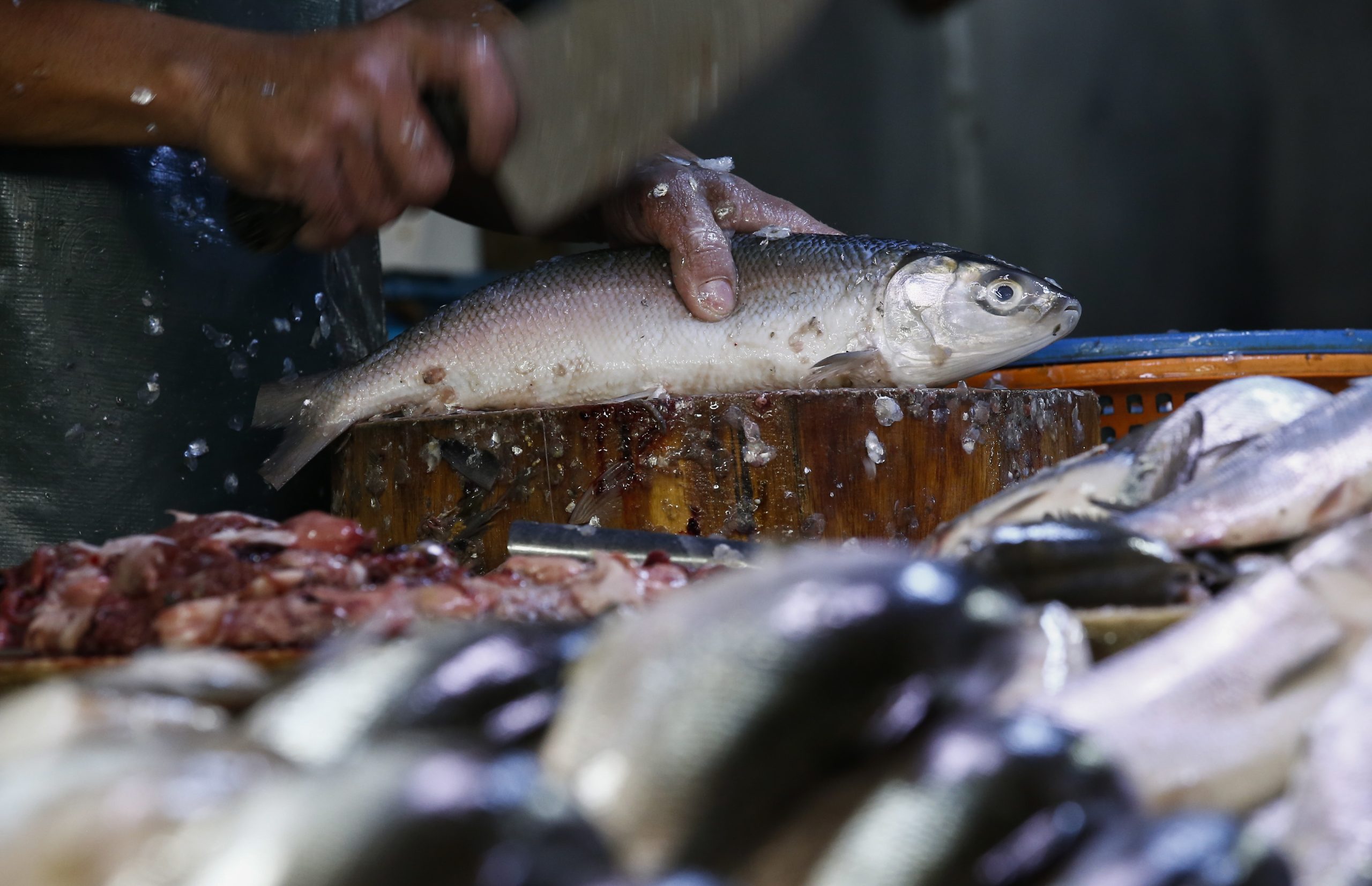 GNR apreende mais de duas toneladas de pescado em Matosinhos