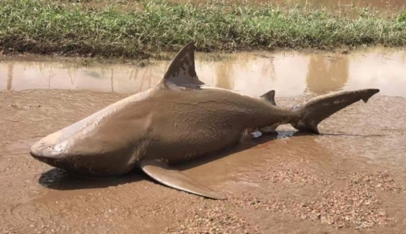 ‘Sharknado’ na vida real? Tubarão foi encontrado numa rua australiana