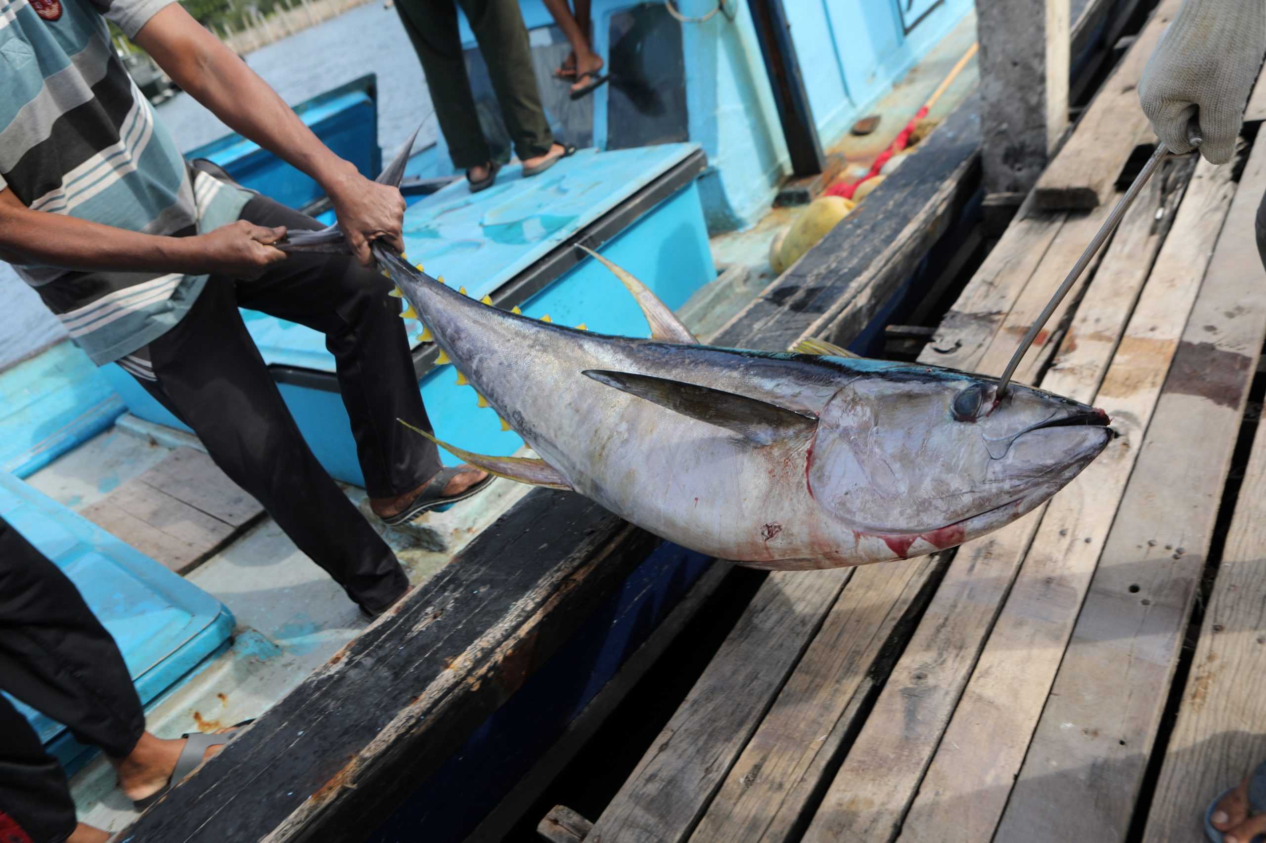 Pesca de atum patudo no Oceano Atlântico proibida a partir de terça-feira