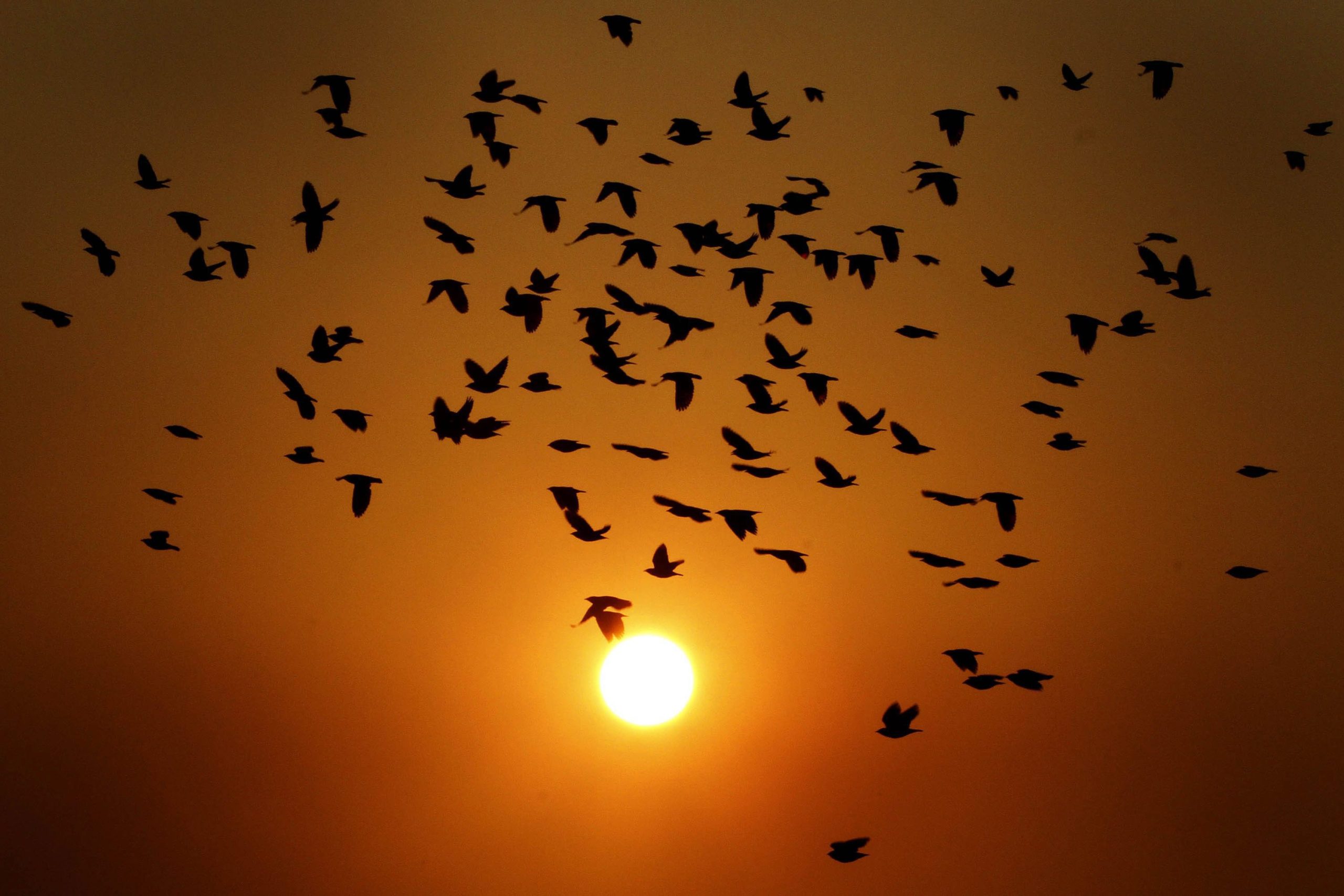 Aeroporto Montijo: Estudo do impacto das aves tem de ser “preciso e detalhado”