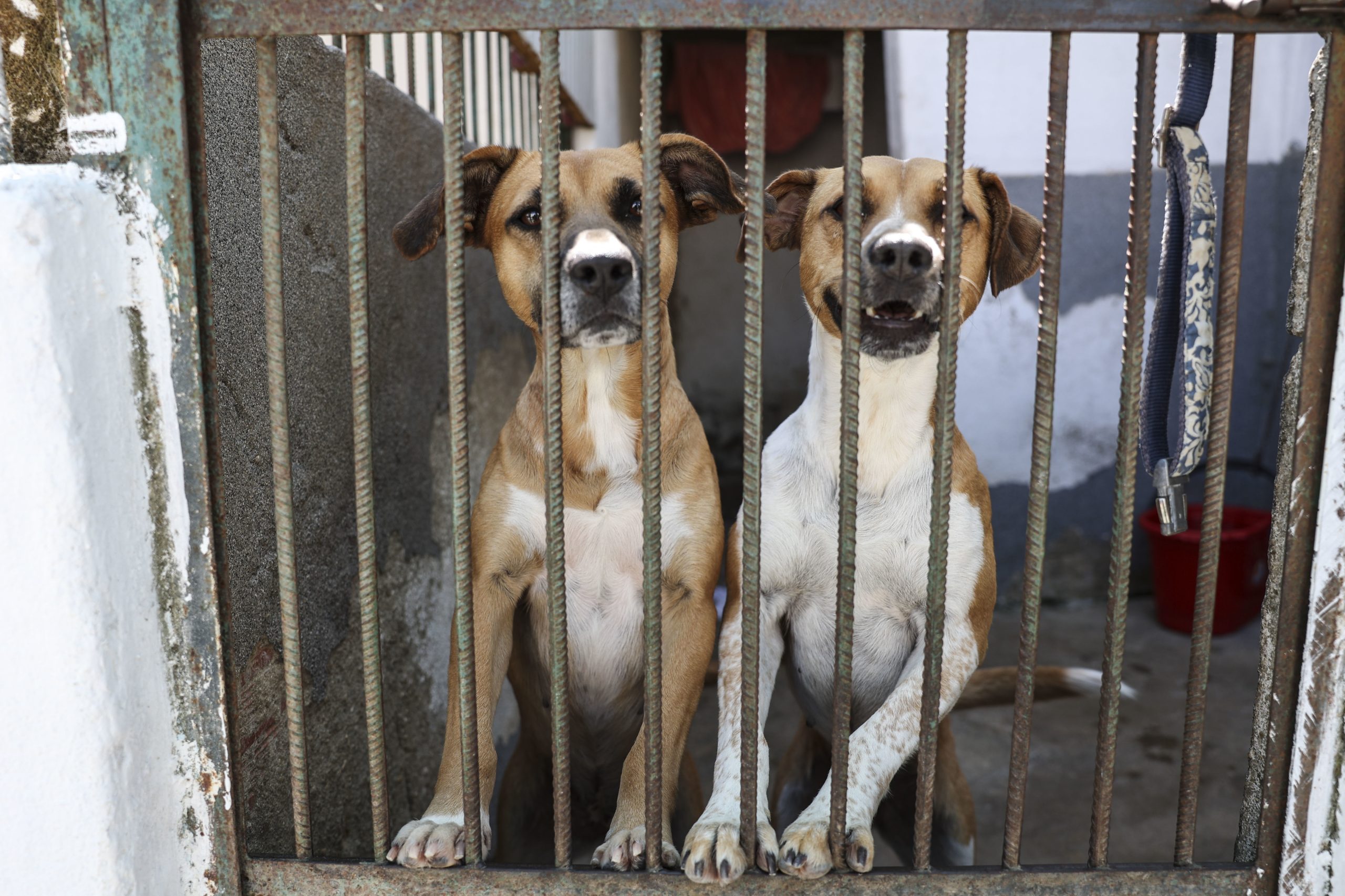 Mundial de Futebol: Marrocos em guerra aberta contra três milhões de cães vadios com raiva