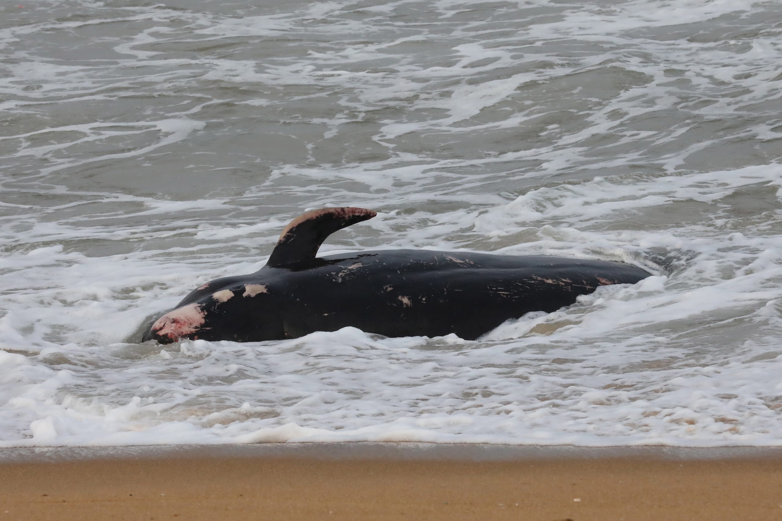 Baleia encalhou e morreu em praia no Algarve. Autoridades estudam como remover o corpo