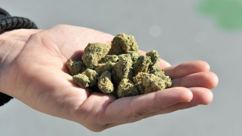 Juventude Socialista quer colocar legalização da canábis no programa de governo do PS