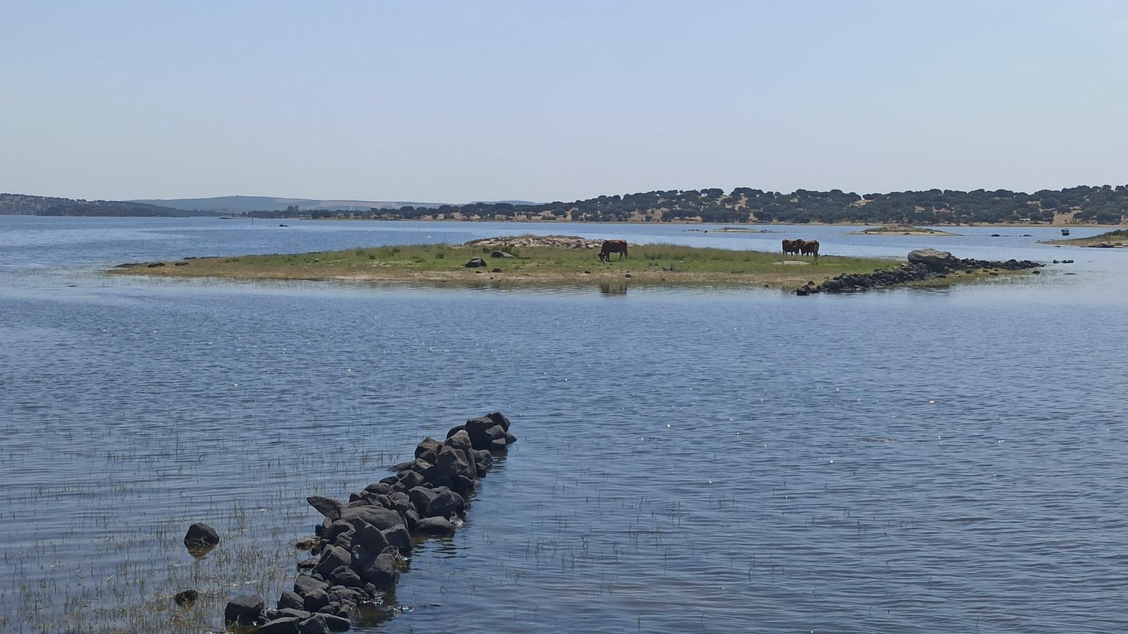 Colónia de aves ameaçadas abandona nidificação na Albufeira do Caia após presença de gado