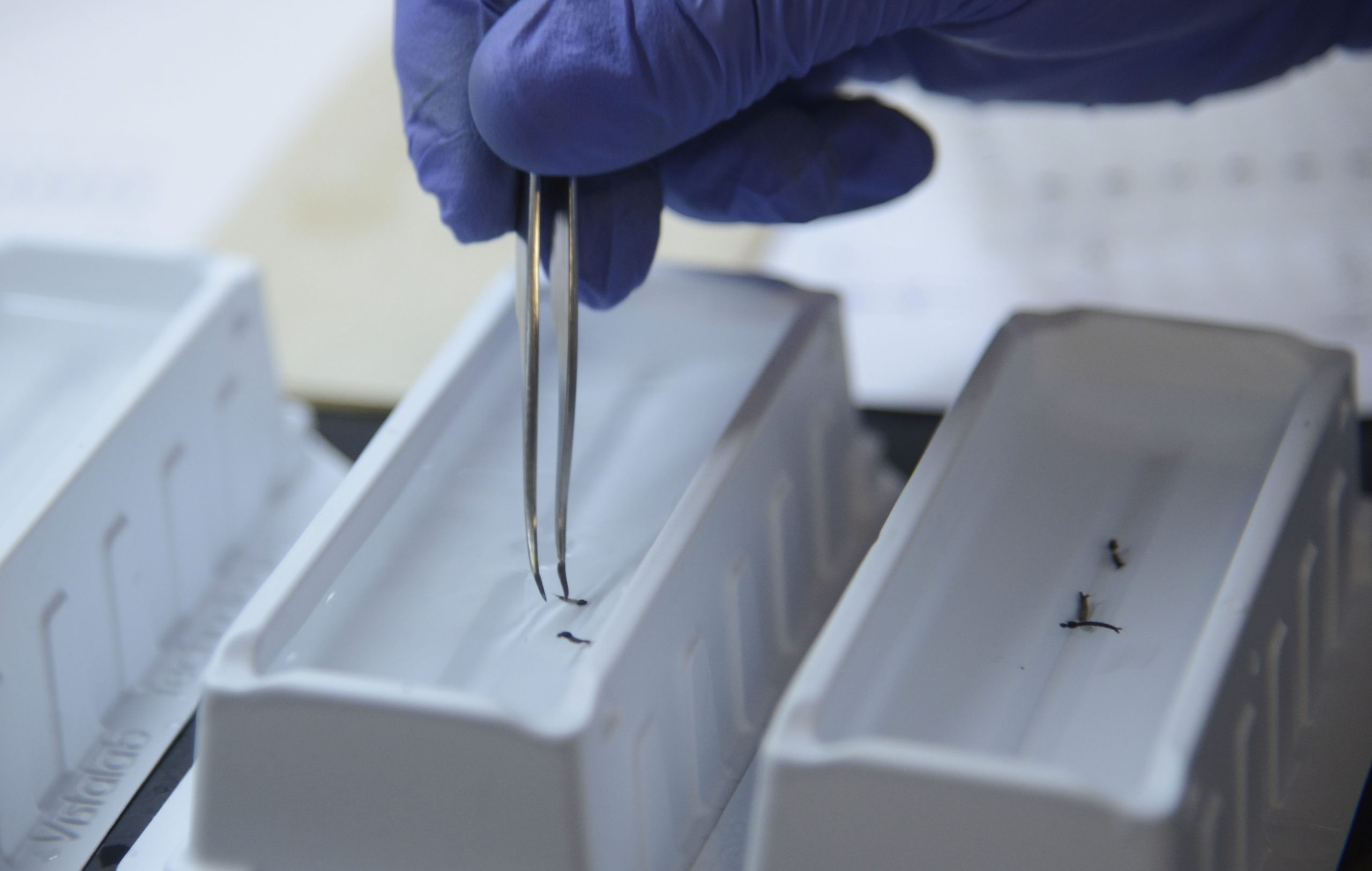 Estudo garante que vacina contra a chikungunya é segura e capaz de uma resposta imunitária