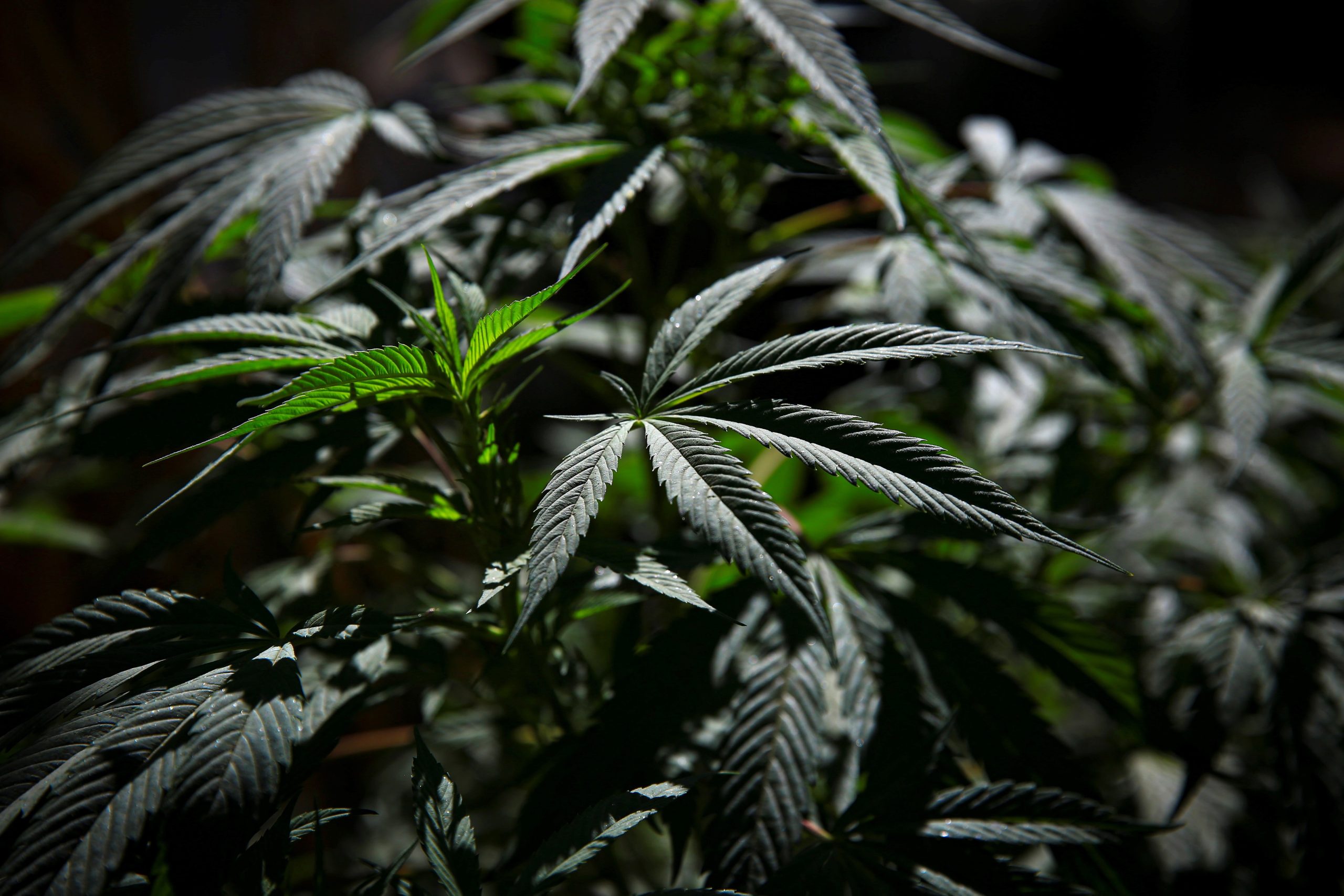 Democratas dos EUA apresentam projeto para despenalizar consumo de marijuana