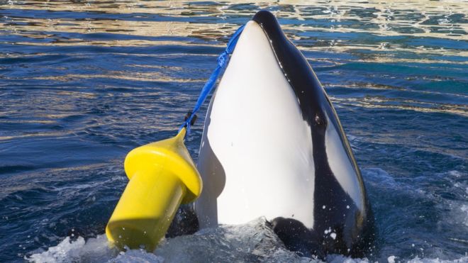 Wikie, a orca que aprendeu a falar e já sabe dizer “olá” e “adeus”