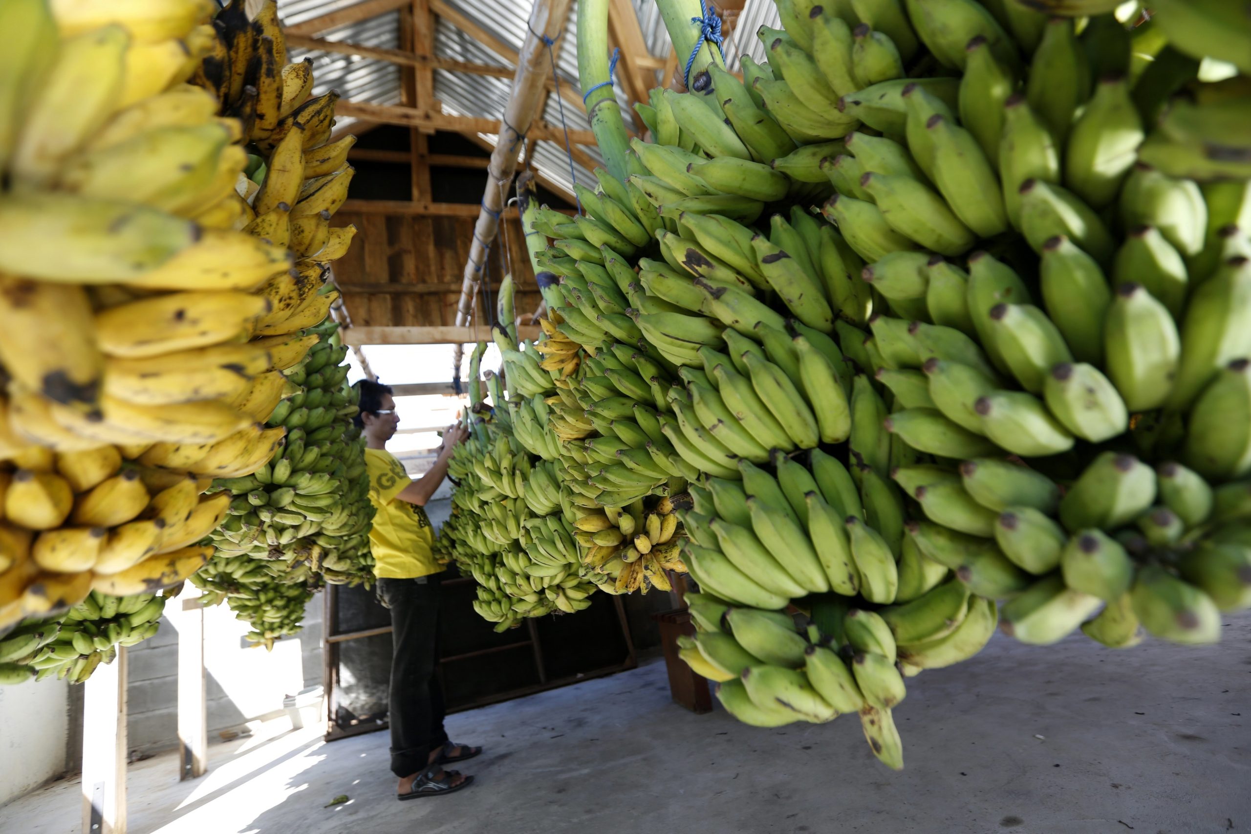 Cientistas da Universidade de Aveiro descobrem que cascas de banana limpam águas