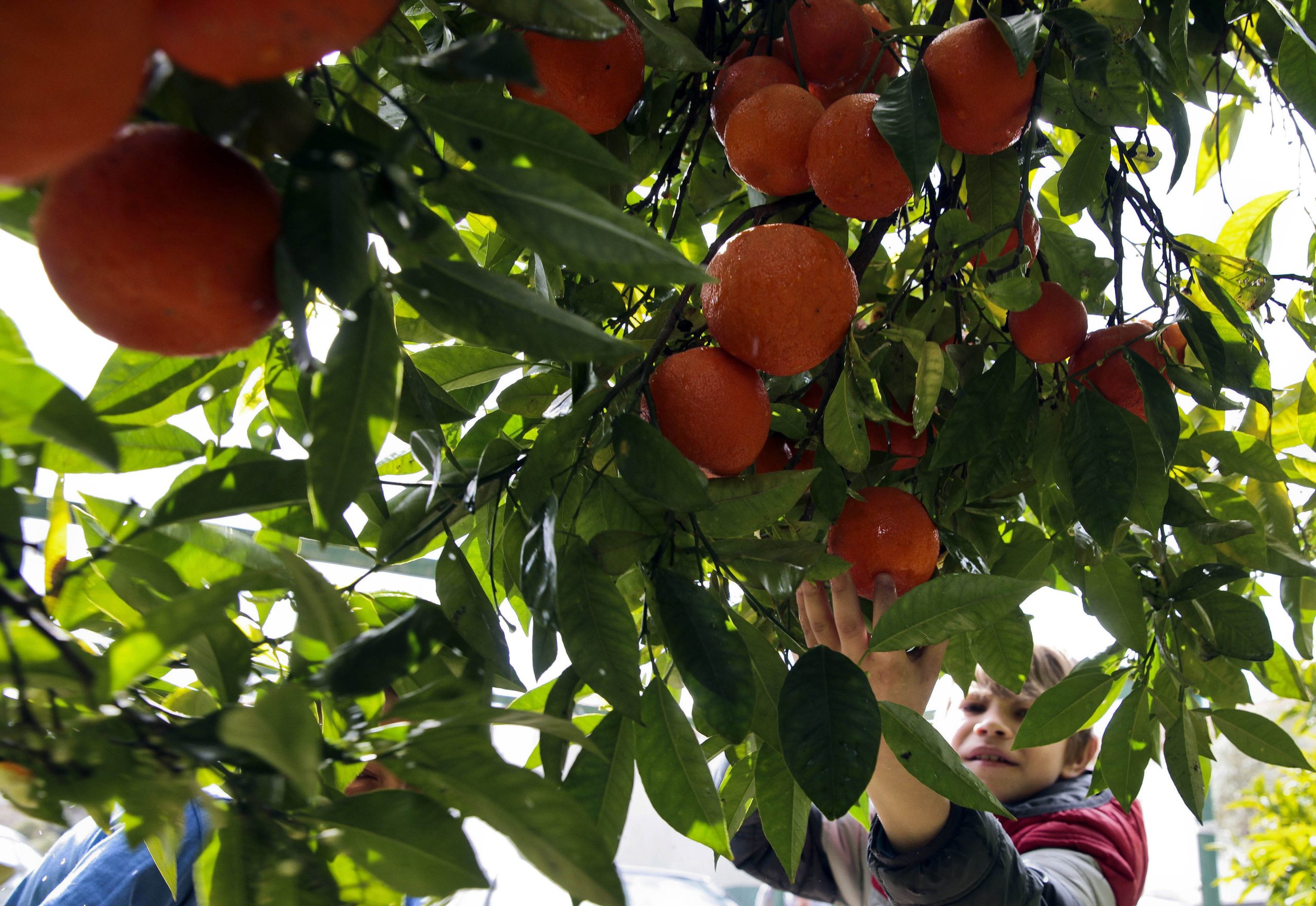 Turismo do Algarve e Agricultura querem elevar laranja a cartão de visita da região
