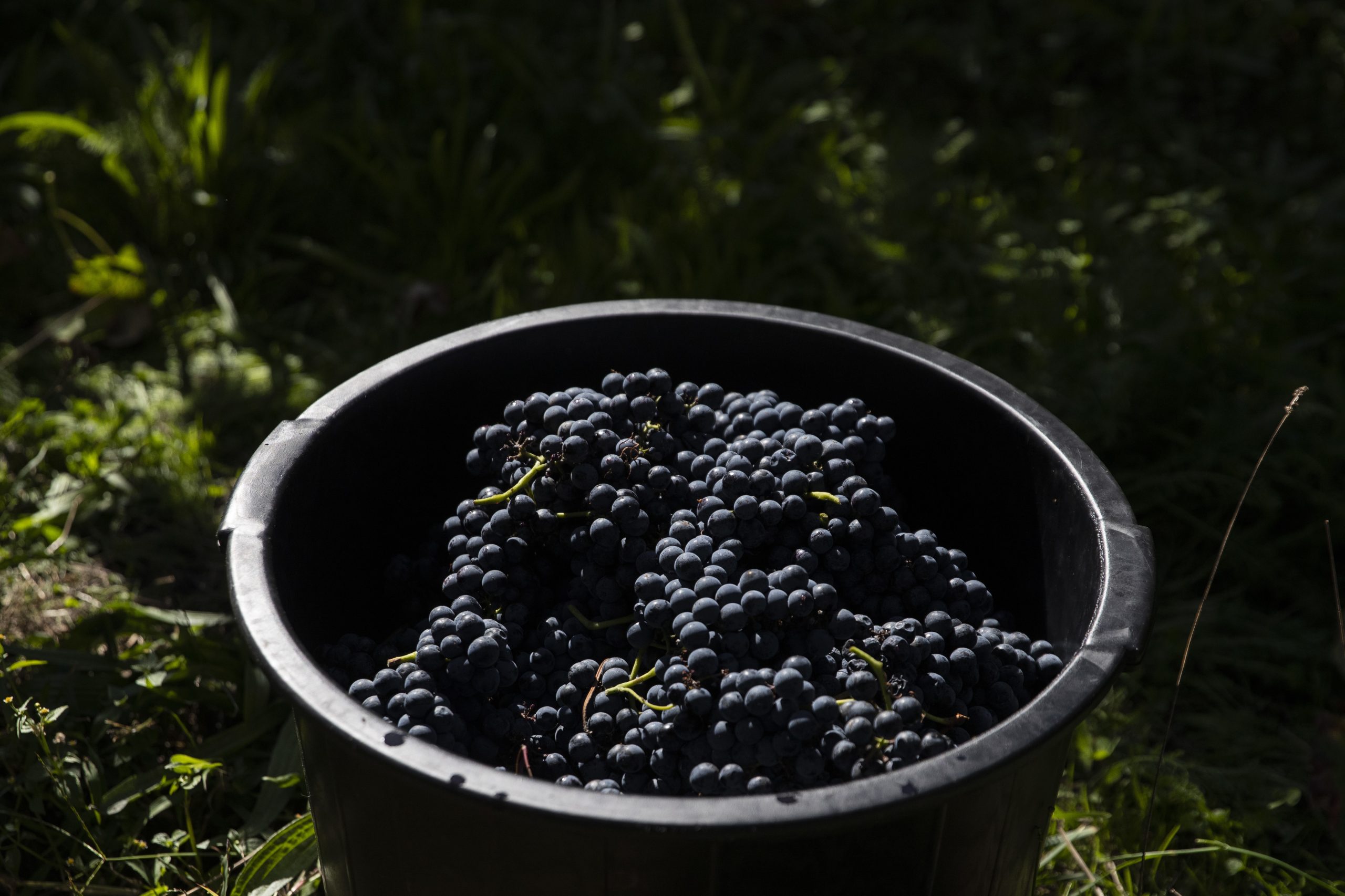 Produção de vinho vai aumentar mas menos do que esperado