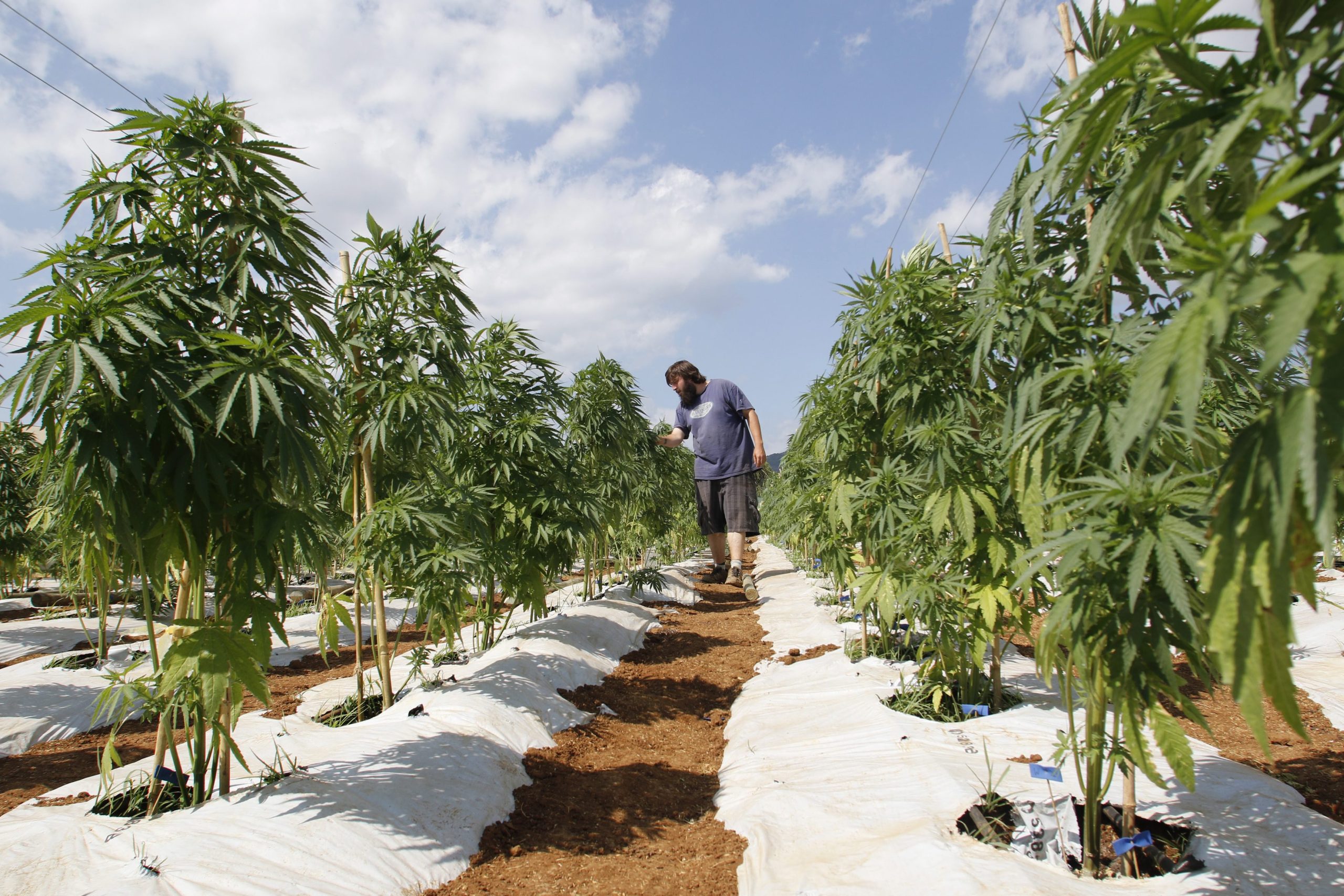 Canábis: PSD vota contra diplomas que “liberalizam cultivo” e terá, no futuro, iniciativa própria