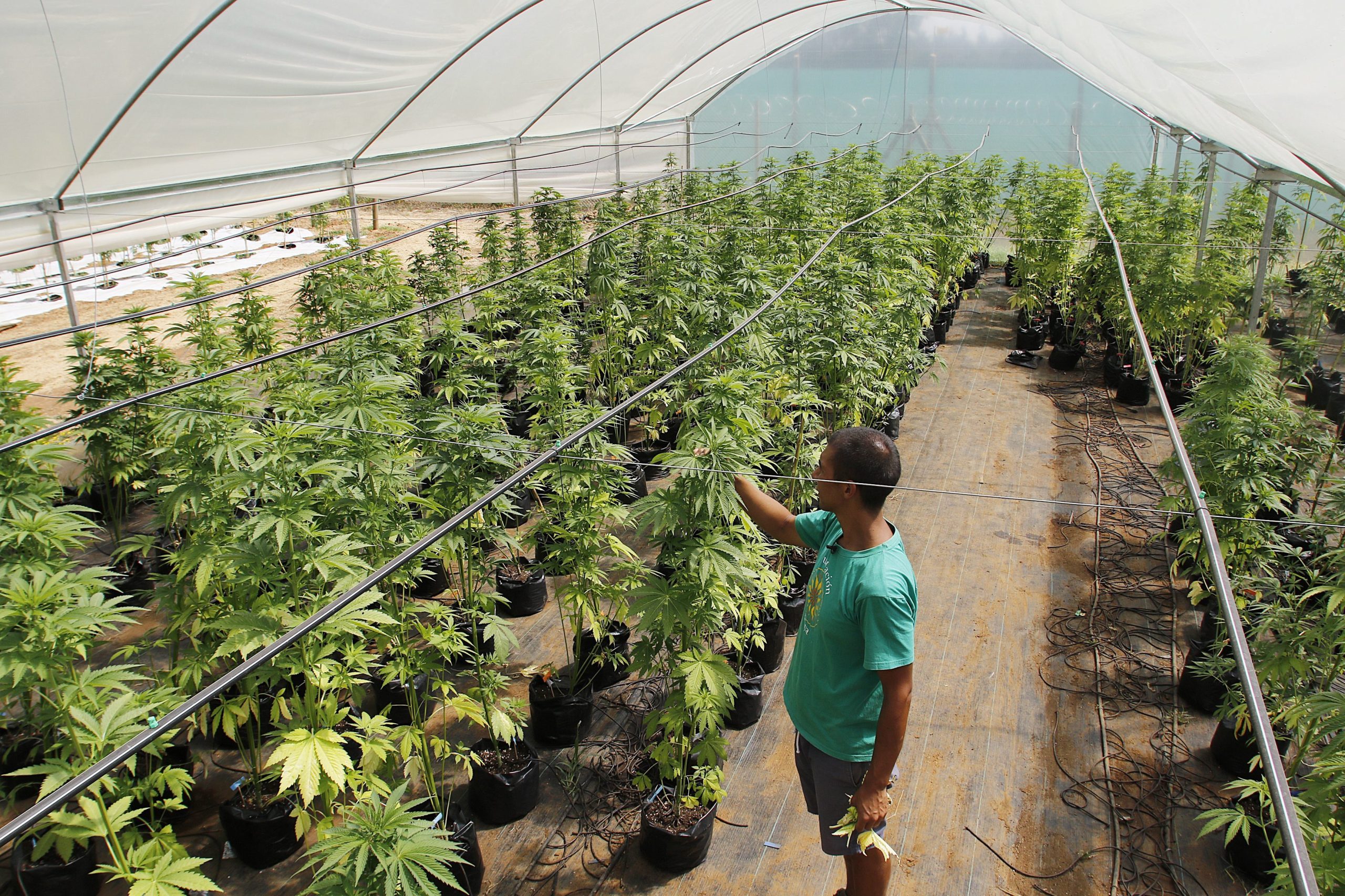 Contra-análise do suplemento alimentar Cannabis prova inexistência E. coli, afirma o fabricante