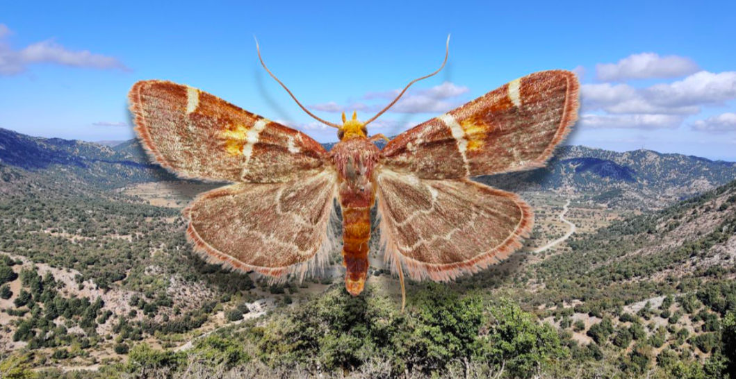 Pyralis Papaleonei: a borboleta batizada em honra de Leão XIV e da sua preocupação com o planeta