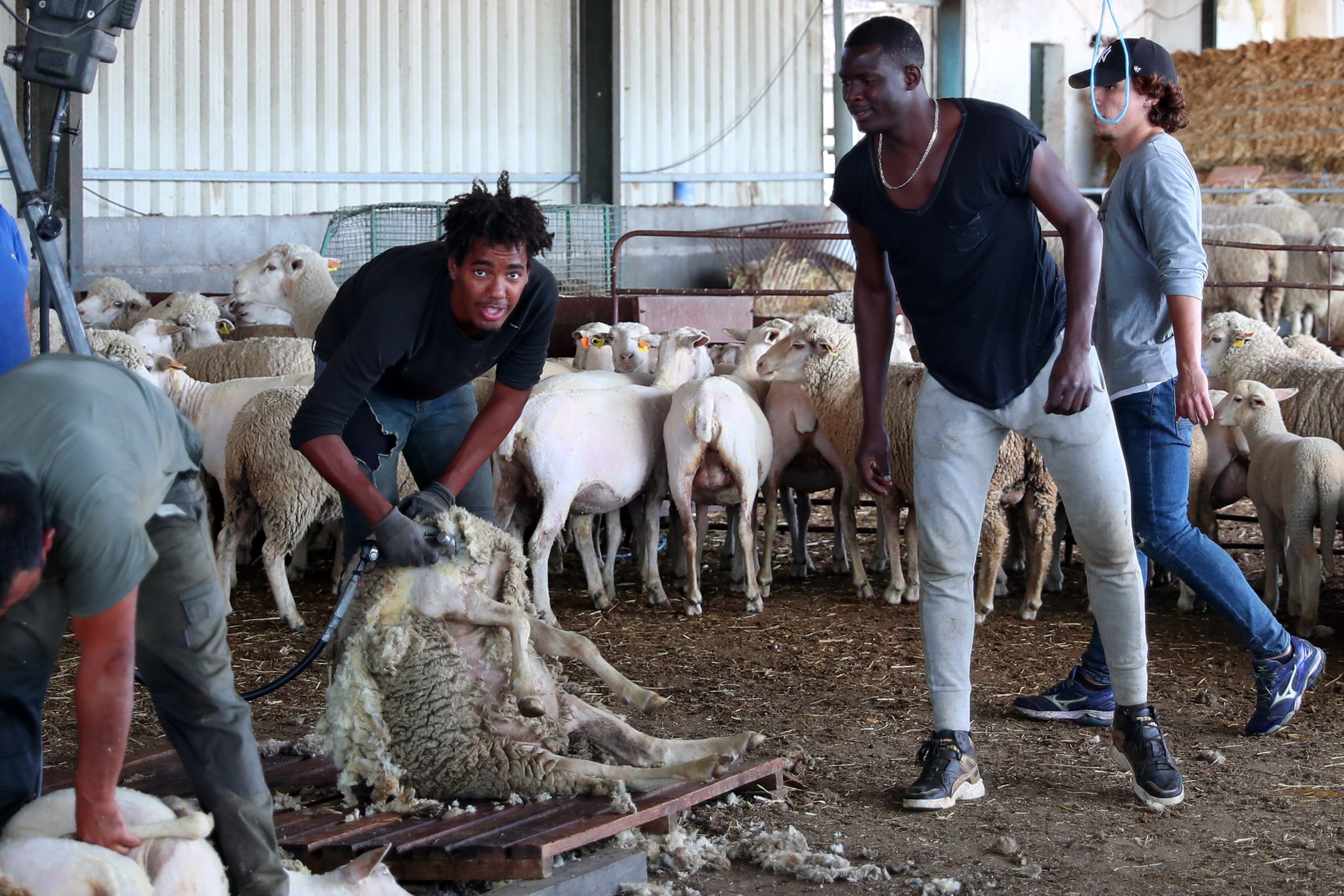 São tão bons “a apanhar ovelhas como a jogar à bola”. Jogadores estrangeiros trocam campos de futebol pelos agrícolas no Alentejo