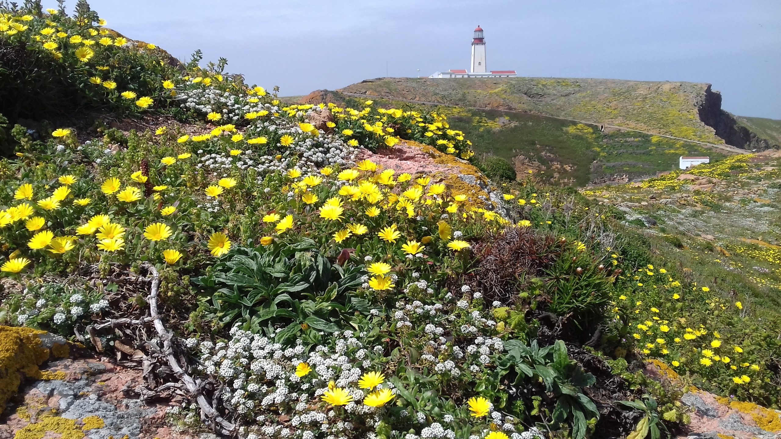 Mais do que “uma praia bonita”. Berlenga é refúgio para aves marinhas e jardim no meio do oceano