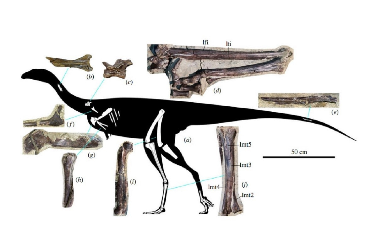 Primeiro osso de dinossauro da Antártida é identificado após 40 anos esquecido numa gaveta