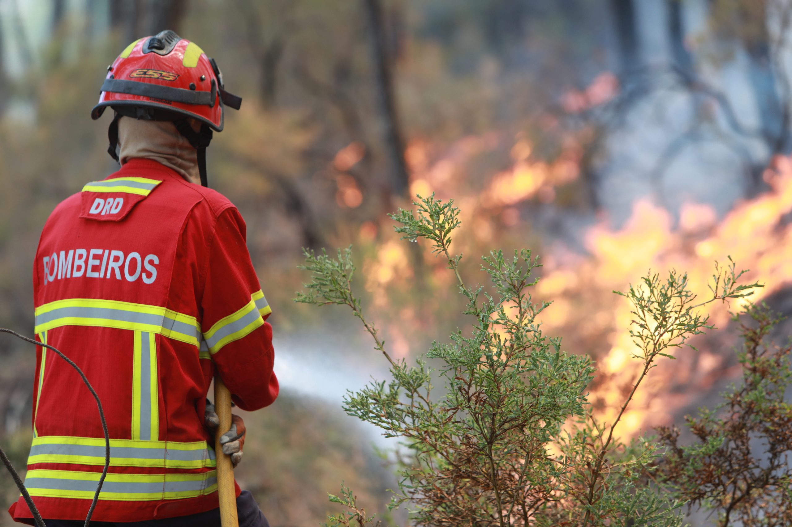 Mais de 200 operacionais combatem fogo em Rio Maior