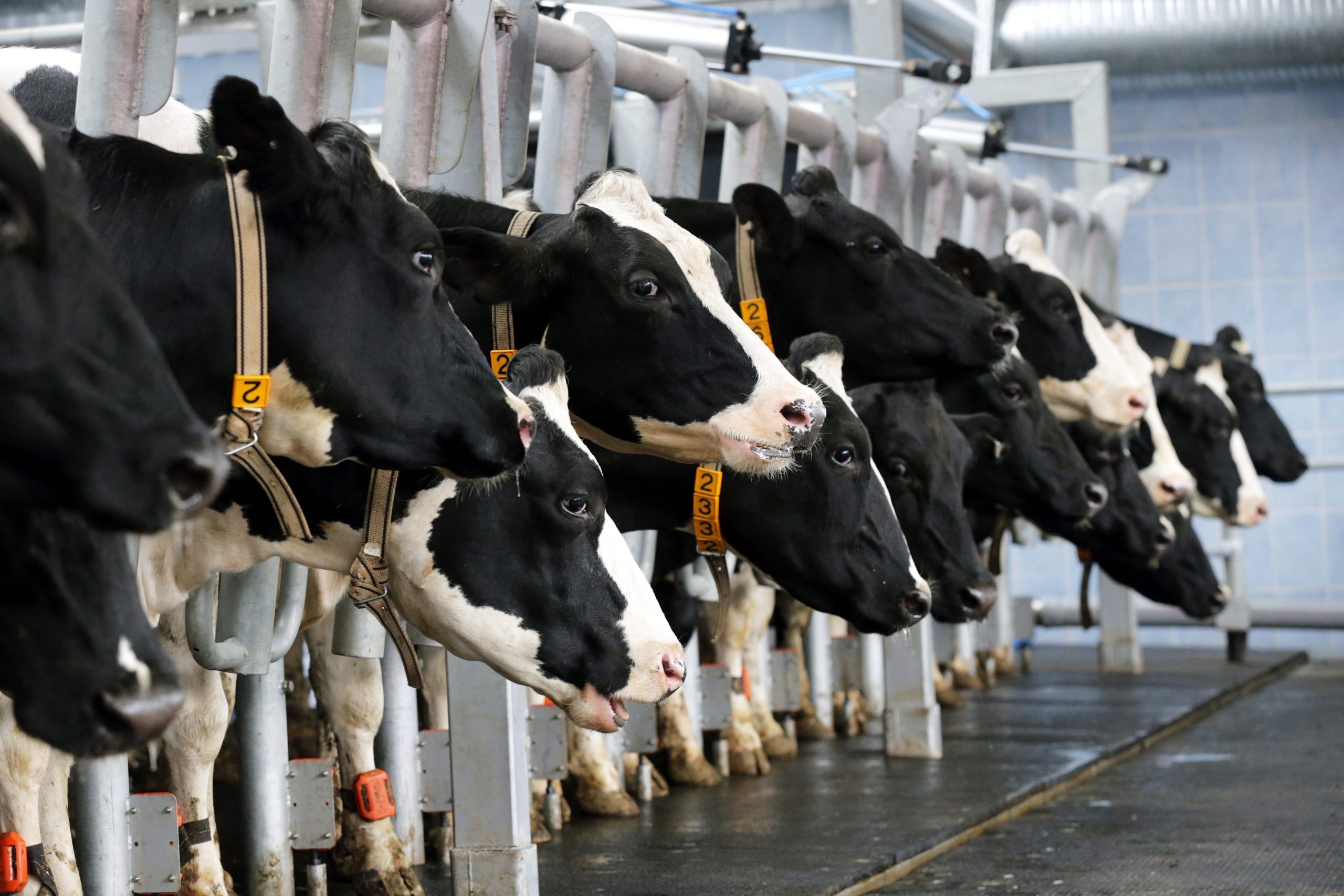Franceses ameaçaram boicotar carne do Mercosul. Que disputa é esta que está a travar um acordo desenhado há 25 anos?