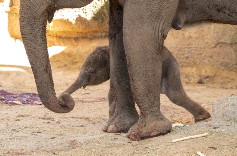 Um novo começo para uma espécie ameaçada: nasce elefante-de-Sumatra no Zoo de Madrid