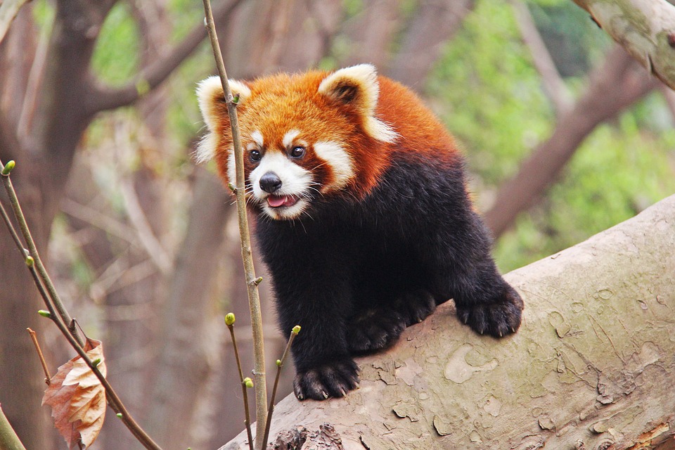 Três pandas-vermelhos salvos do tráfico de animais em Laos