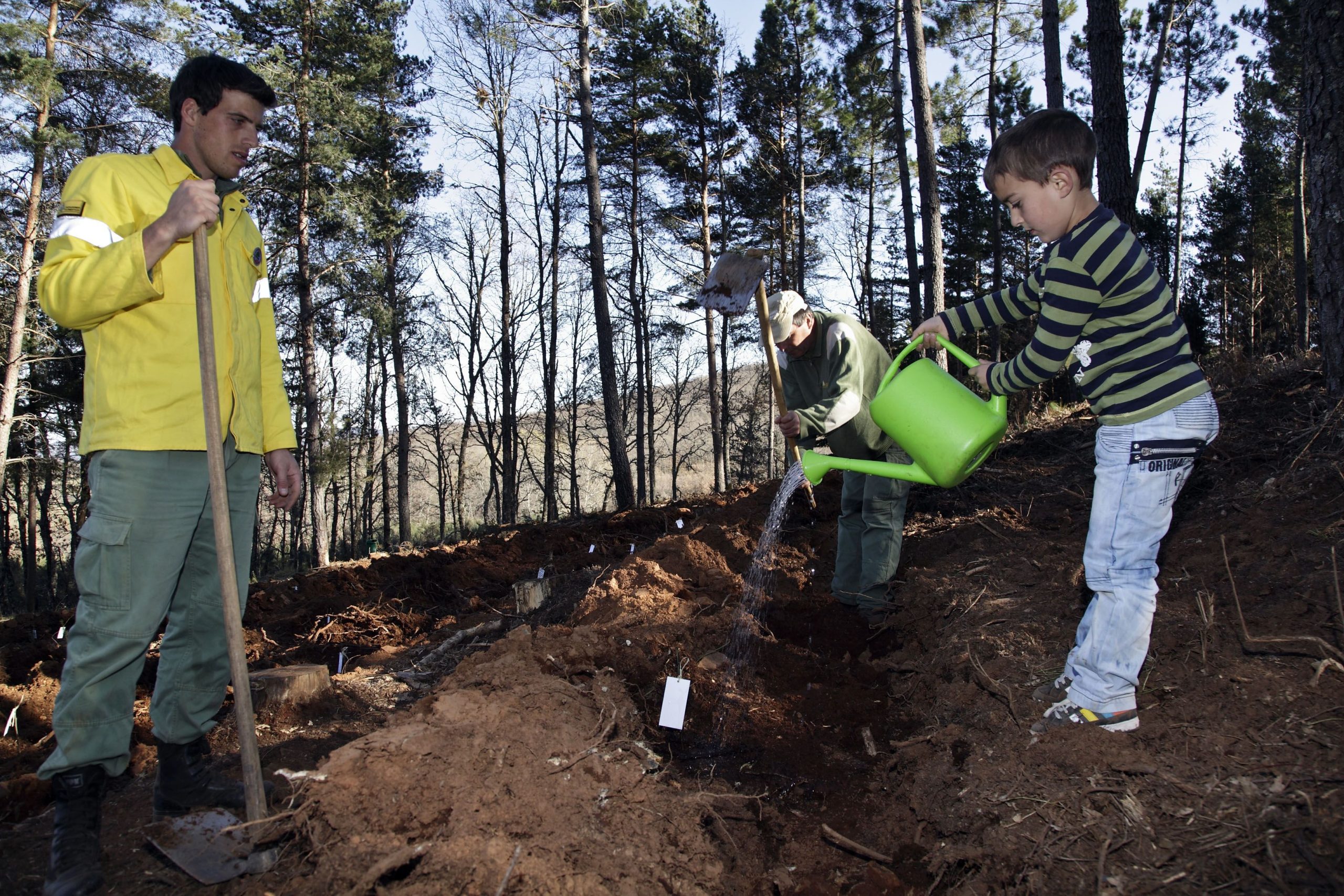 Cem voluntários asseguram manutenção de sete mil árvores em Santo Tirso