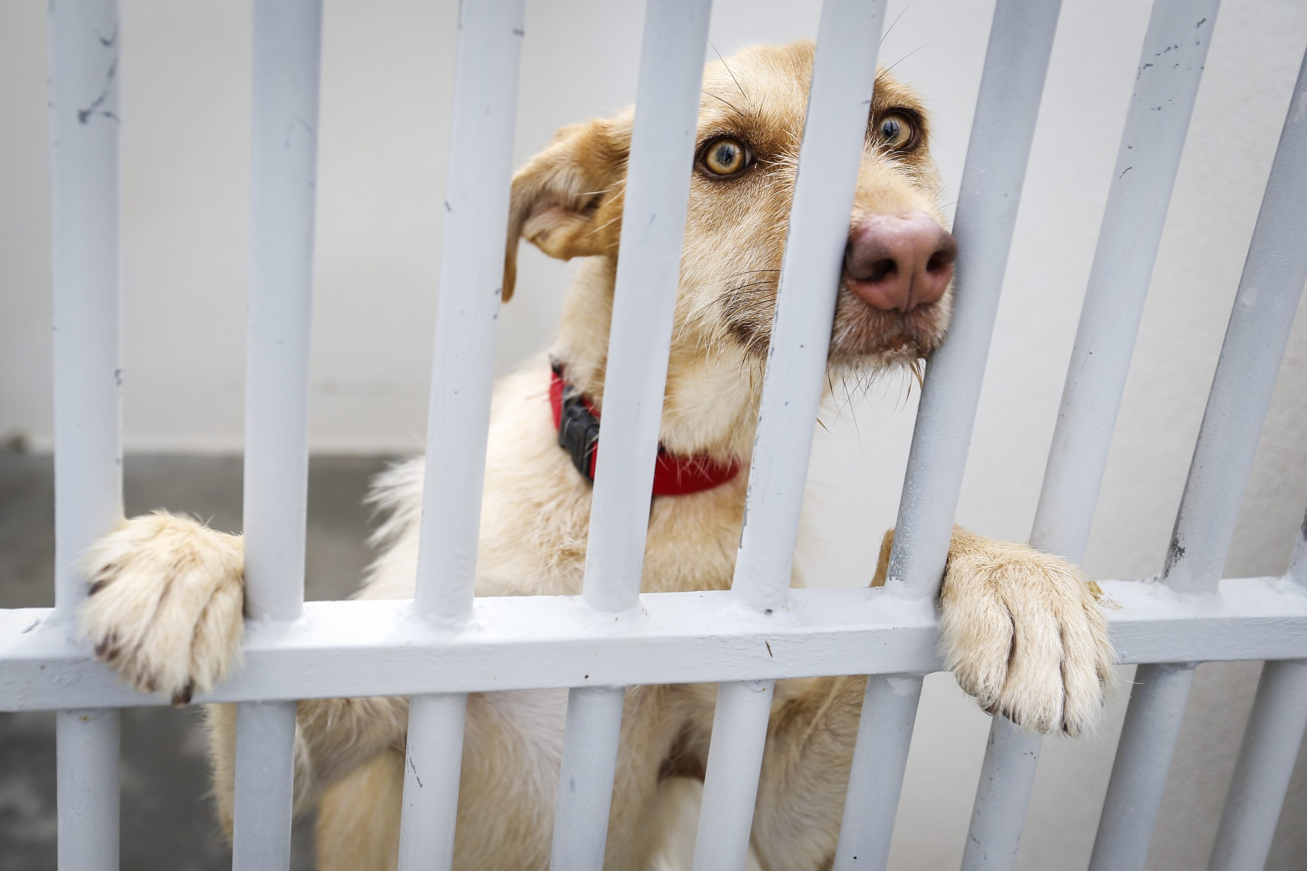 Abrigos de animais de Santo Tirso alvo de inquérito no Ministério Público
