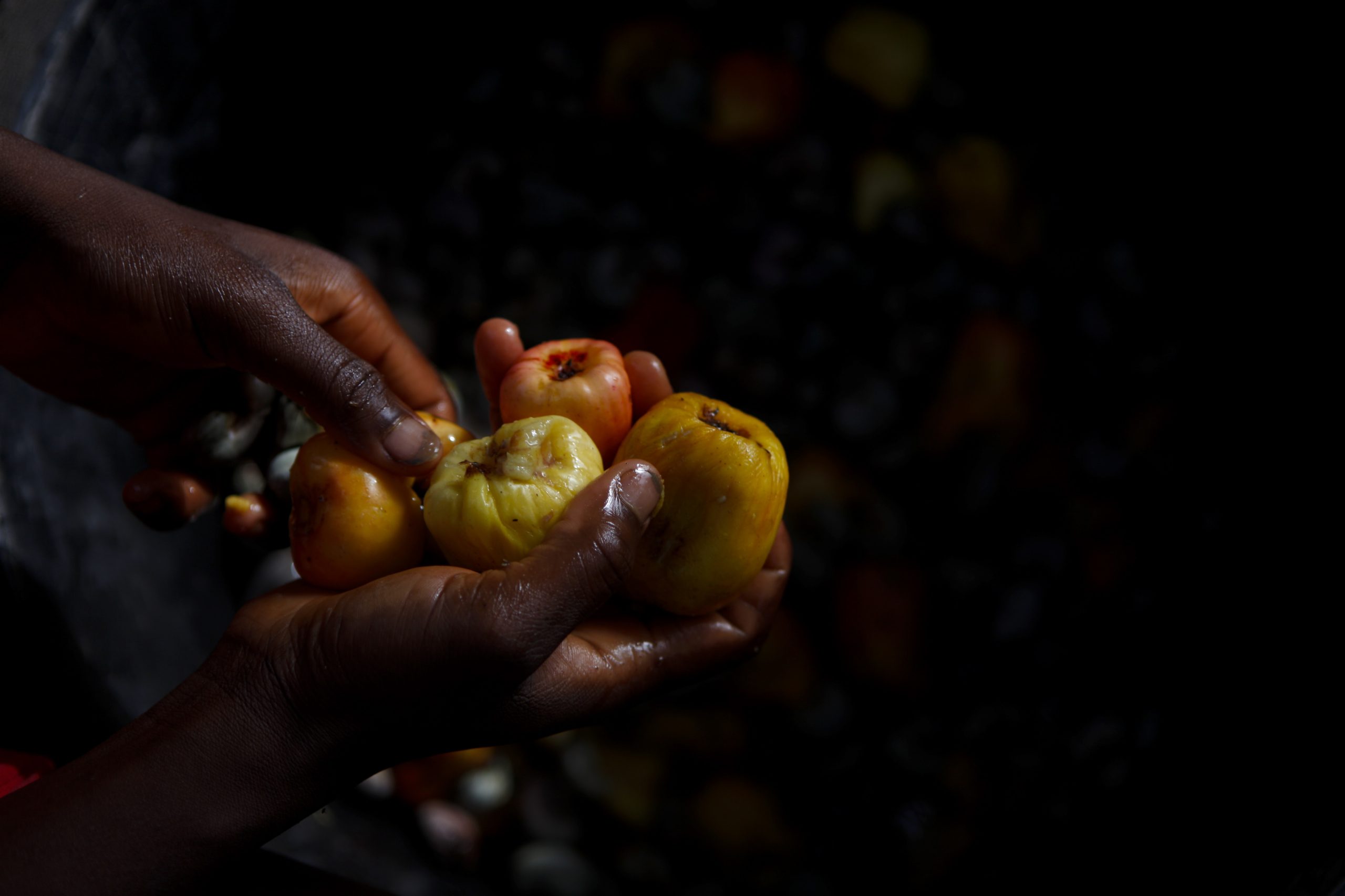 EUA vão investir 33 milhões euros na fileira da castanha de caju na Guiné-Bissau